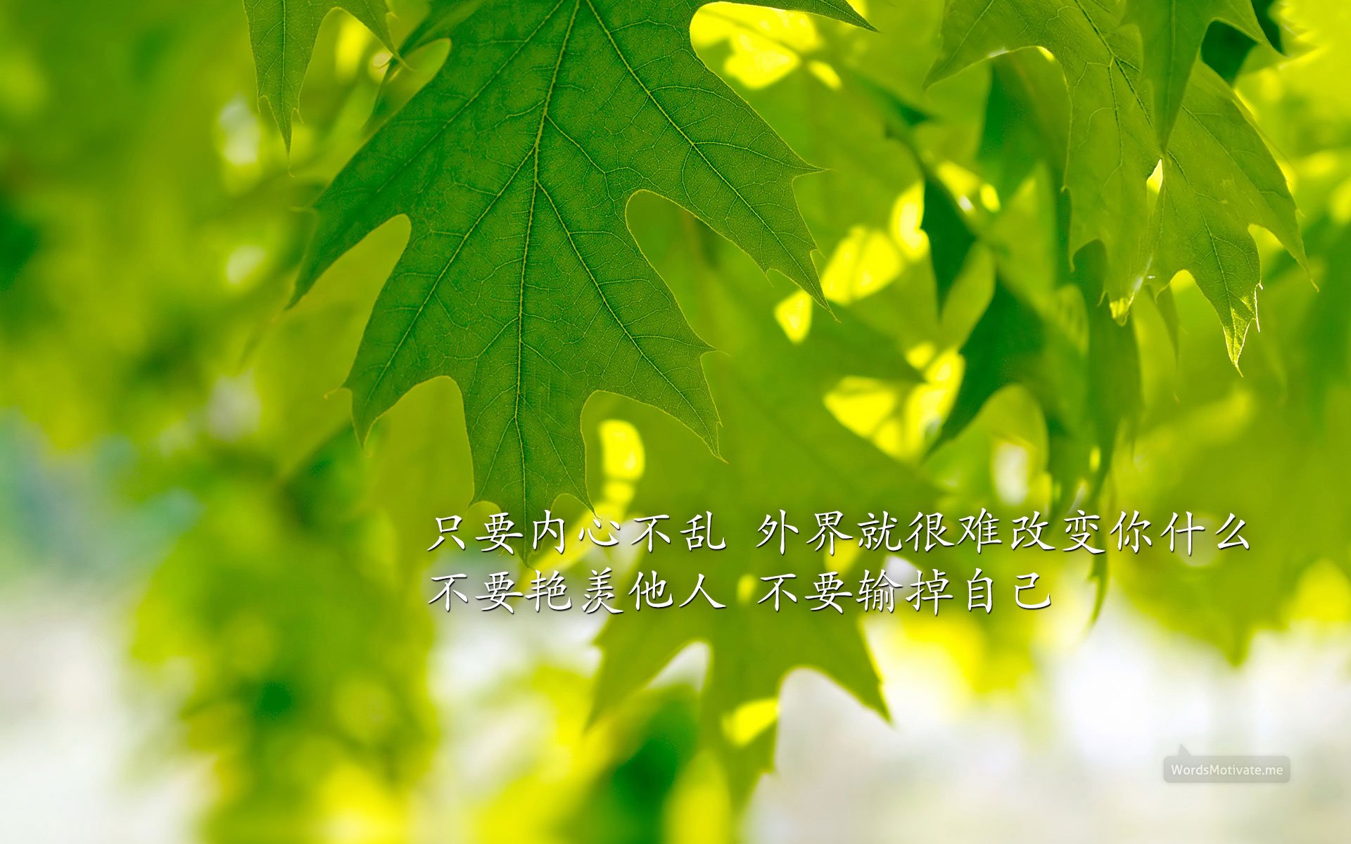 小清新,护眼壁纸,绿色,十二月二十八日,儿童桌面专用