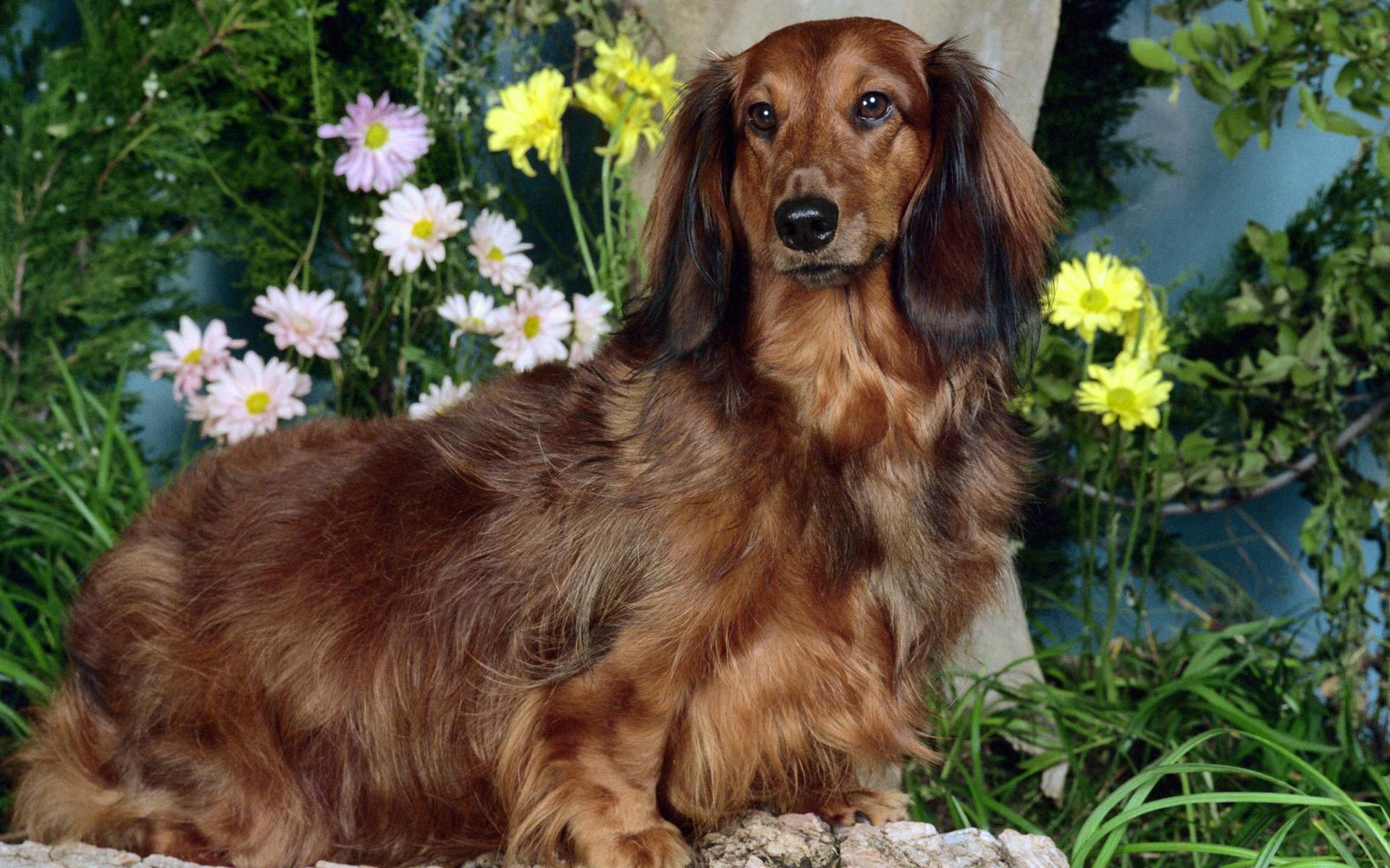 萌宠,汪星人,十二月六日,儿童桌面专用