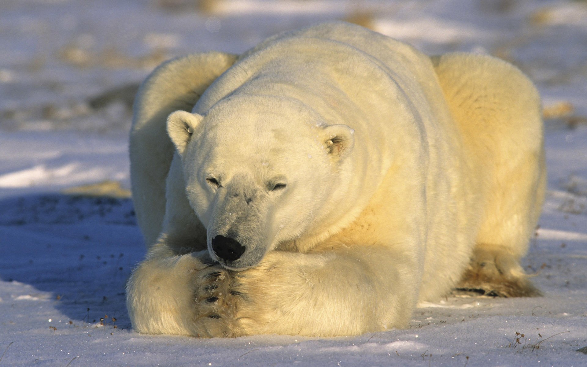 萌宠,北极熊,极地物种,十二月五日,儿童桌面专用