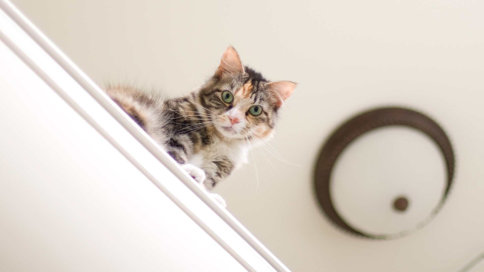 萌宠,喵星人,儿童桌面专用