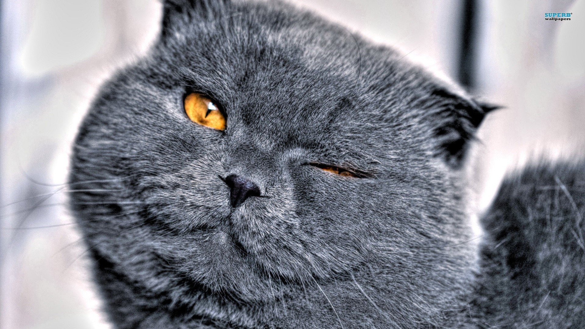 萌宠,喵星人,儿童桌面专用