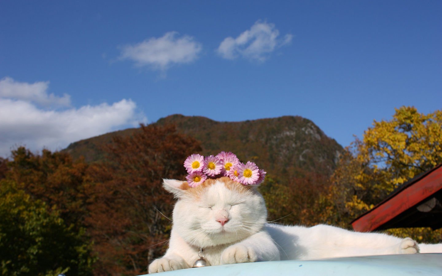 萌宠,喵星人,喵喵,儿童桌面专用