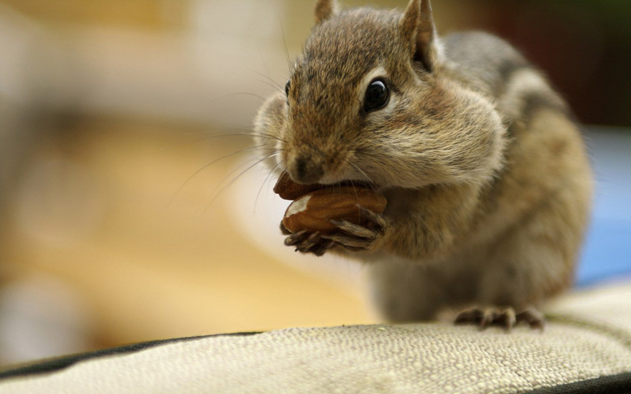 萌宠,古灵精怪,栗鼠,儿童桌面专用