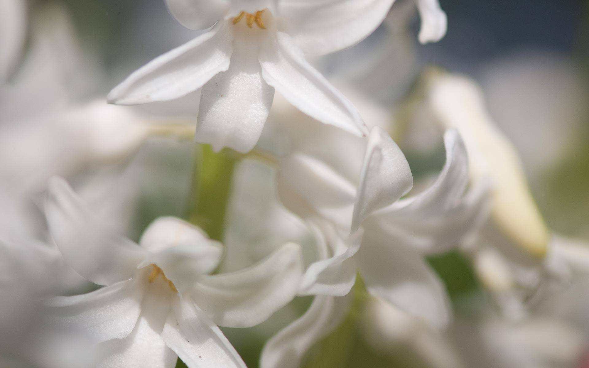 小清新,娇艳欲滴,儿童桌面专用