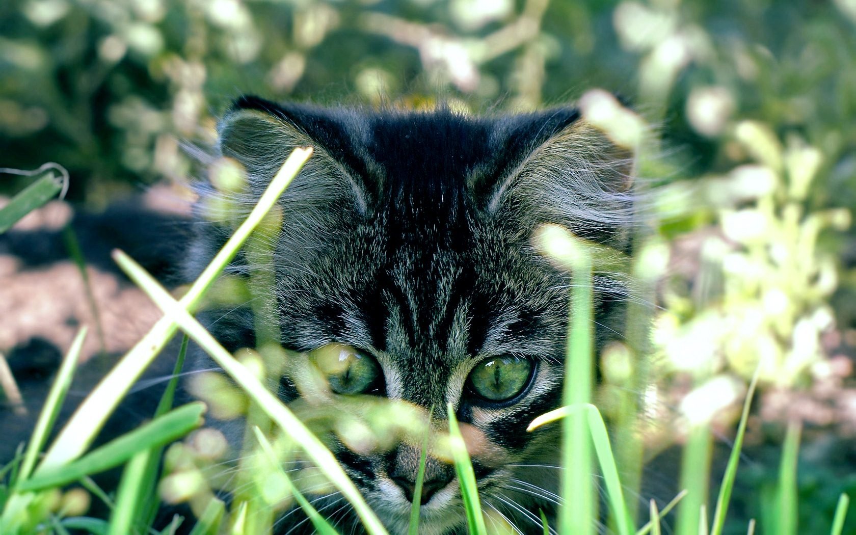 萌宠,喵星人,十一月三十日精选,儿童桌面专用