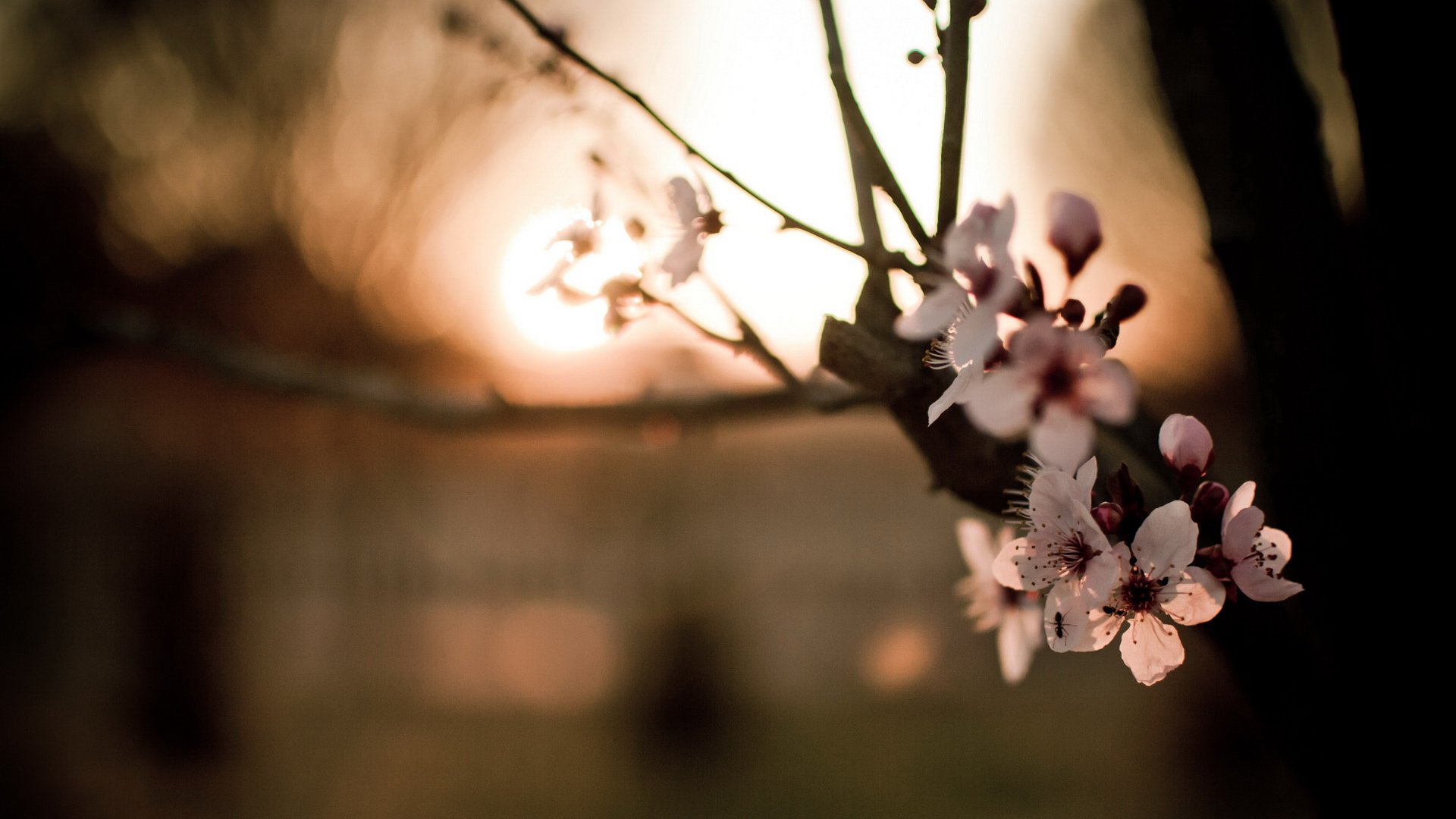 小清新,鸟语花香,花卉,十二月二十一日,儿童桌面专用