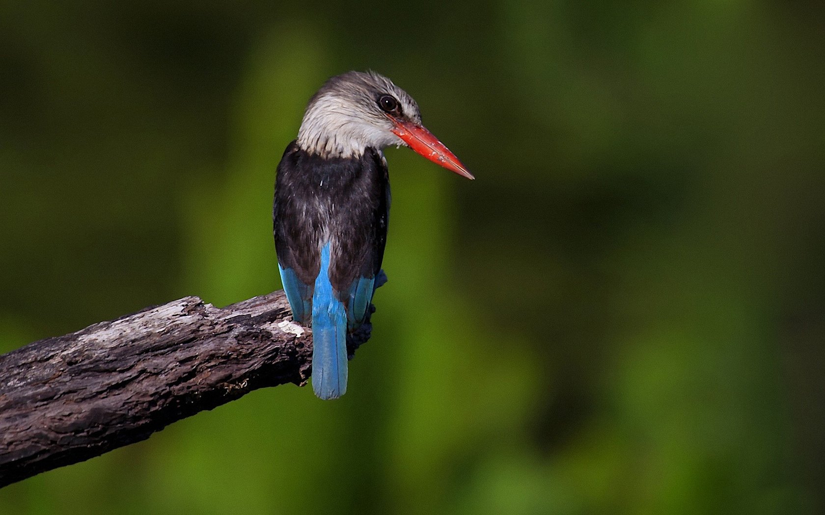 萌宠,小鸟天地,儿童桌面专用