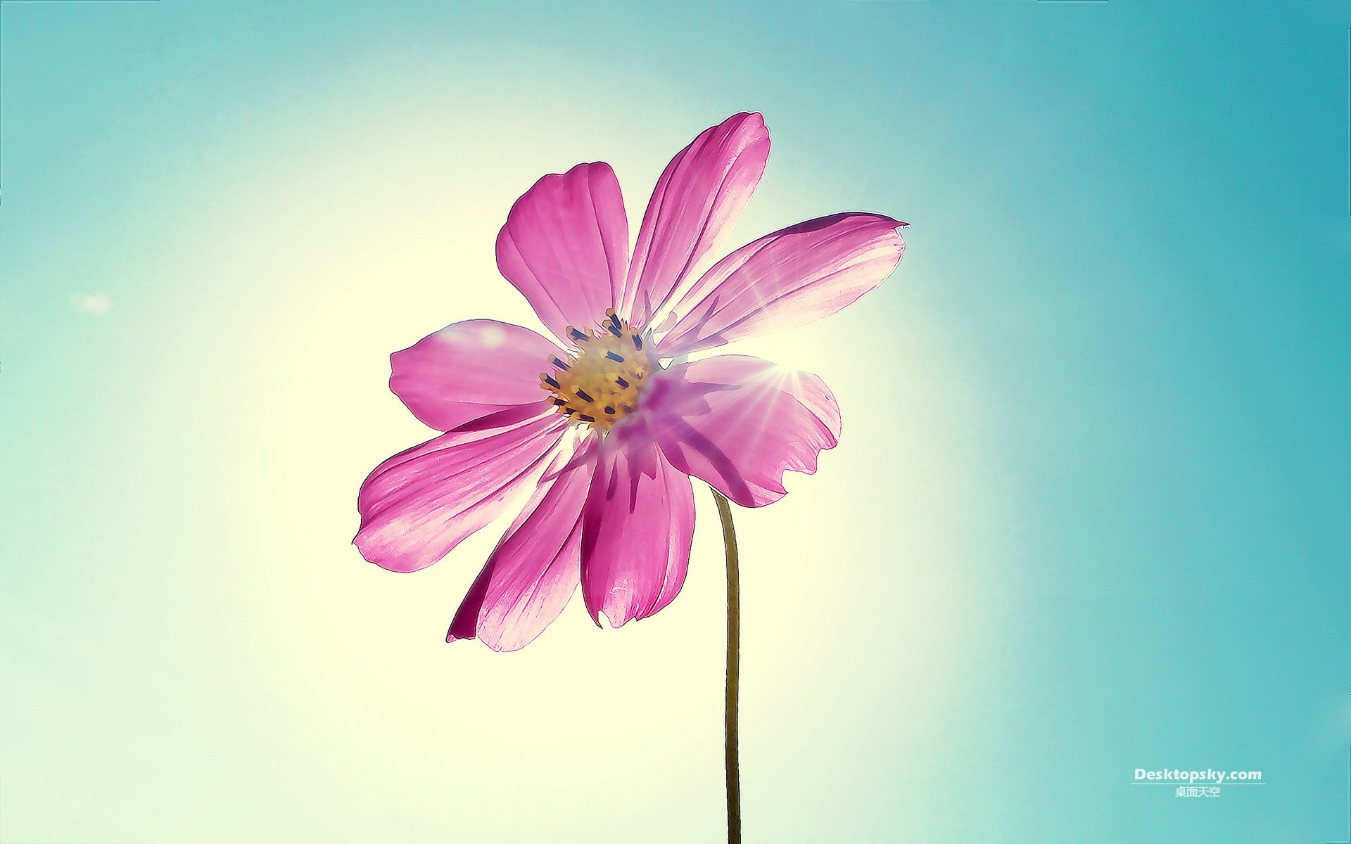 小清新,护眼壁纸,花卉,清新,十二月三日,儿童桌面专用