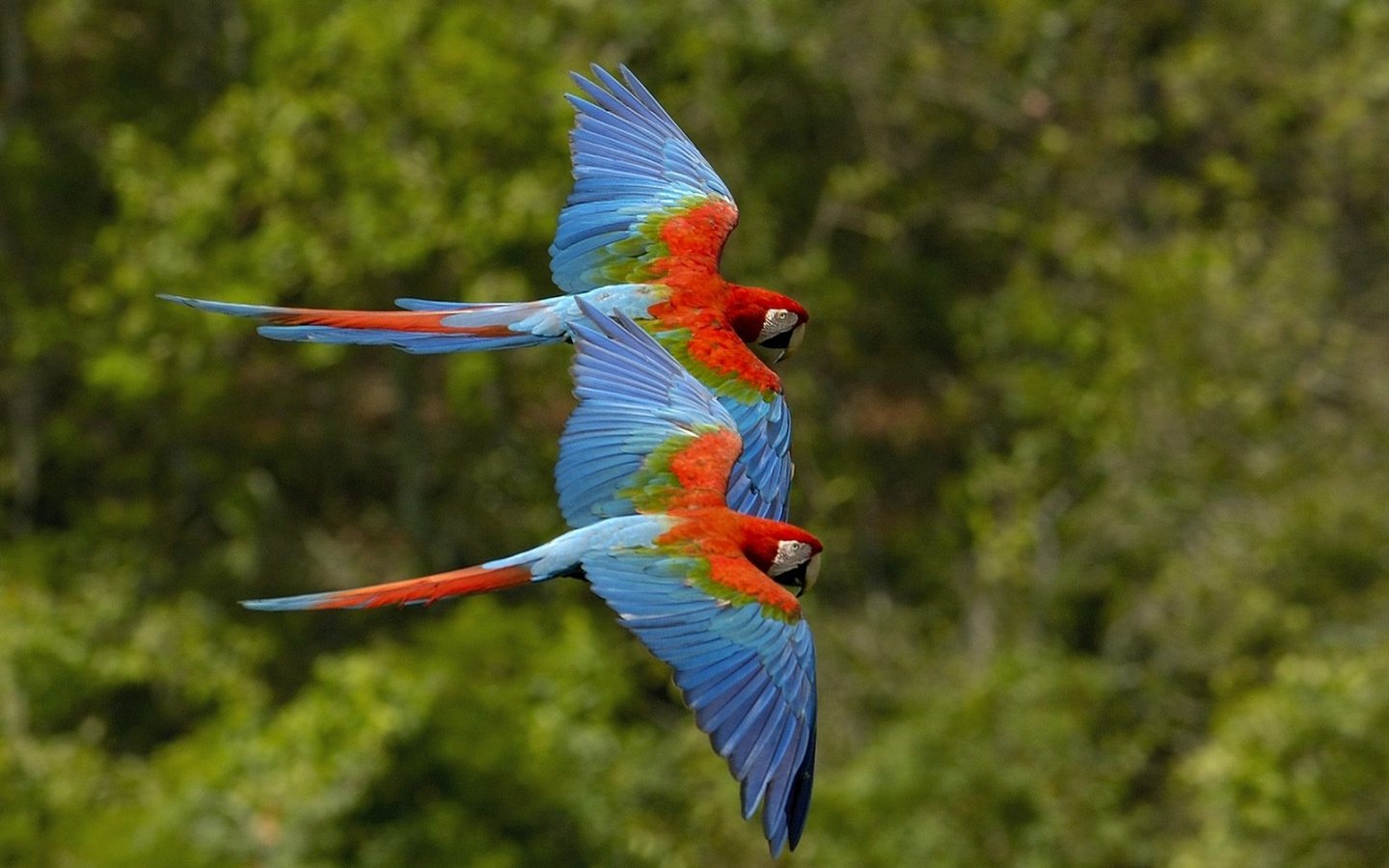 萌宠,小鸟天地,鹦鹉,儿童桌面专用