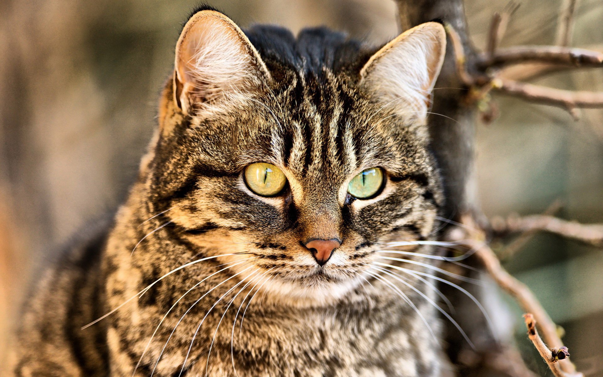 萌宠,喵星人,儿童桌面专用