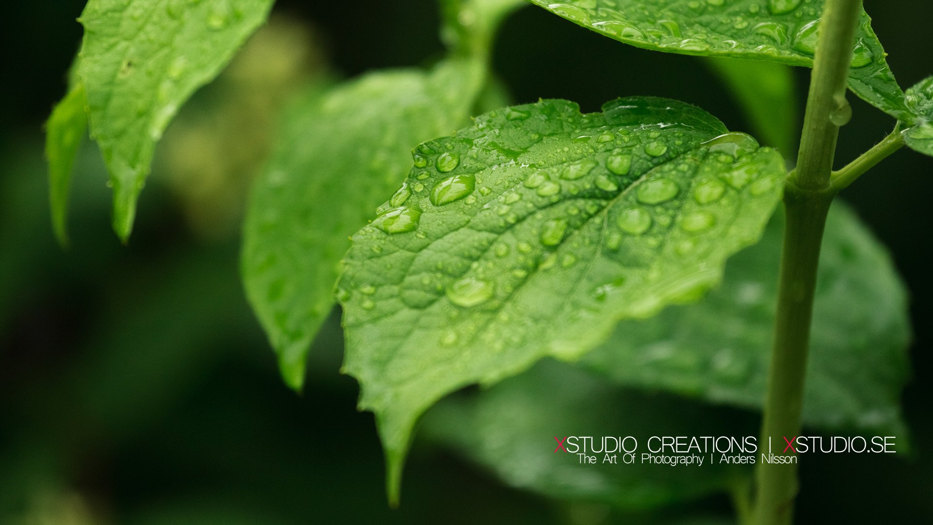 小清新,护眼壁纸,护眼,绿色,十二月二十四日,儿童桌面专用