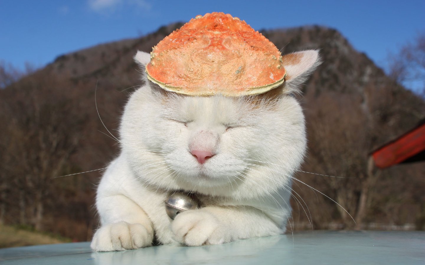 萌宠,喵星人,儿童桌面专用