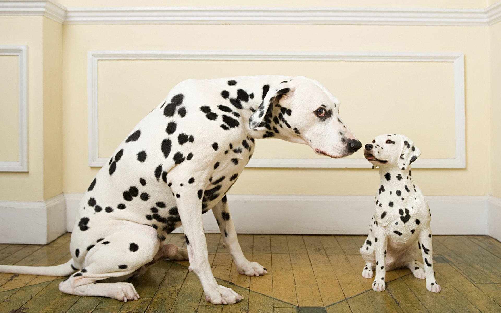 萌宠,狗,汪星人,十二月七日,儿童桌面专用