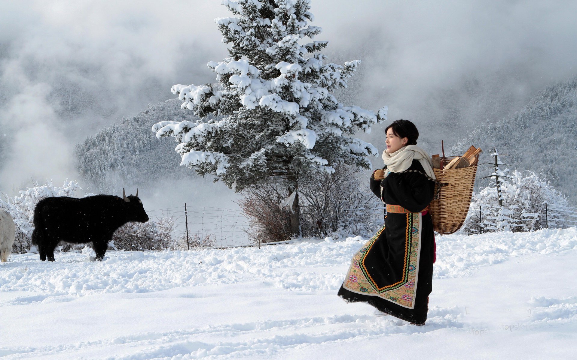 影视,柠檬,十二月二十四日