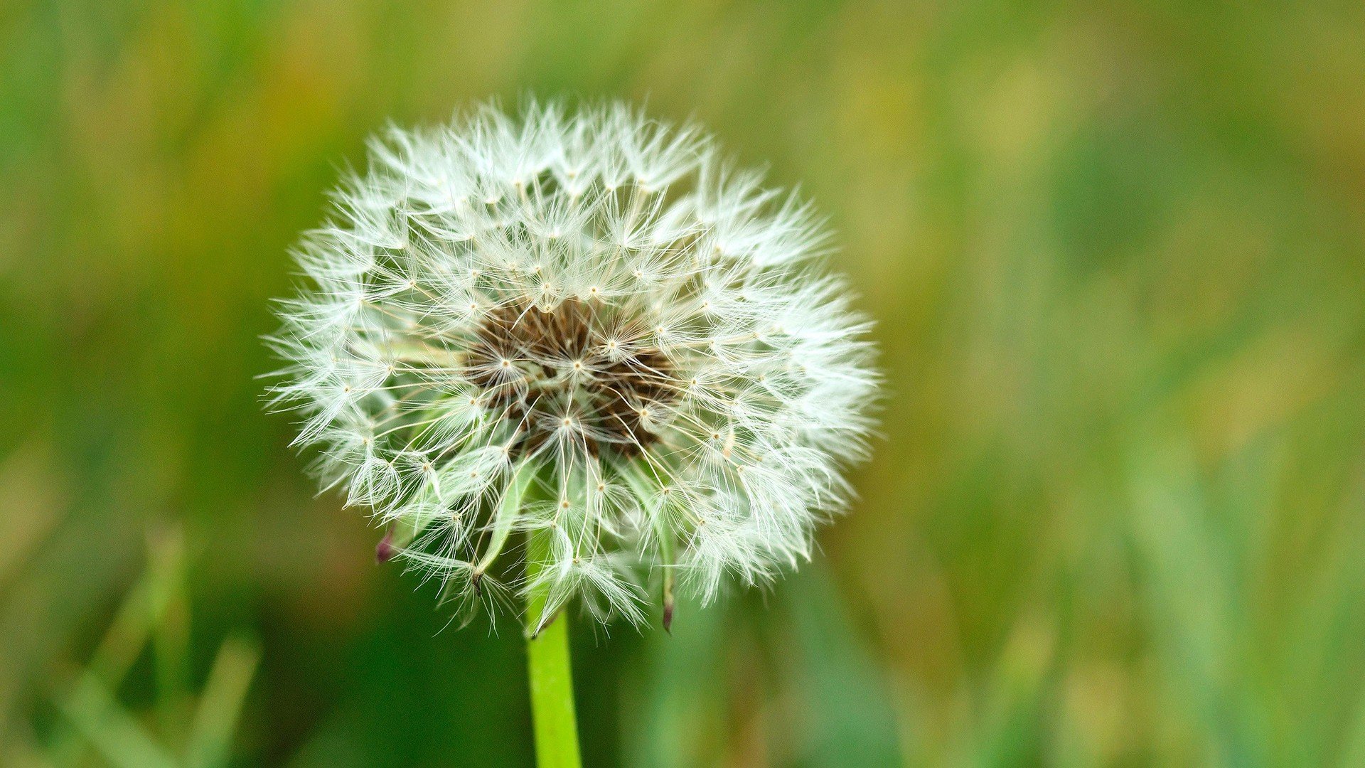 小清新,护眼壁纸,蒲公英,十二月十日,儿童桌面专用