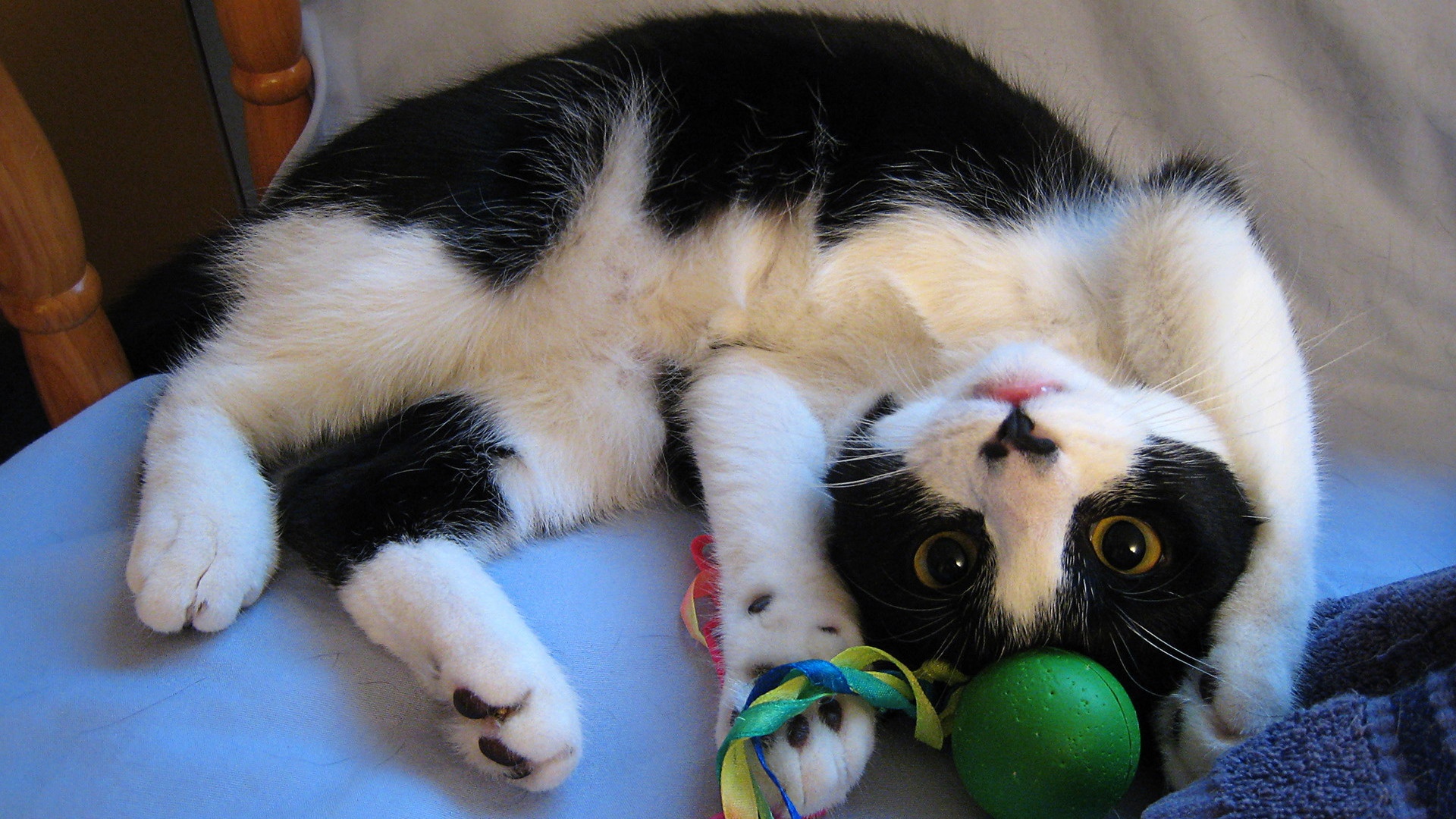 萌宠,喵星人,儿童桌面专用