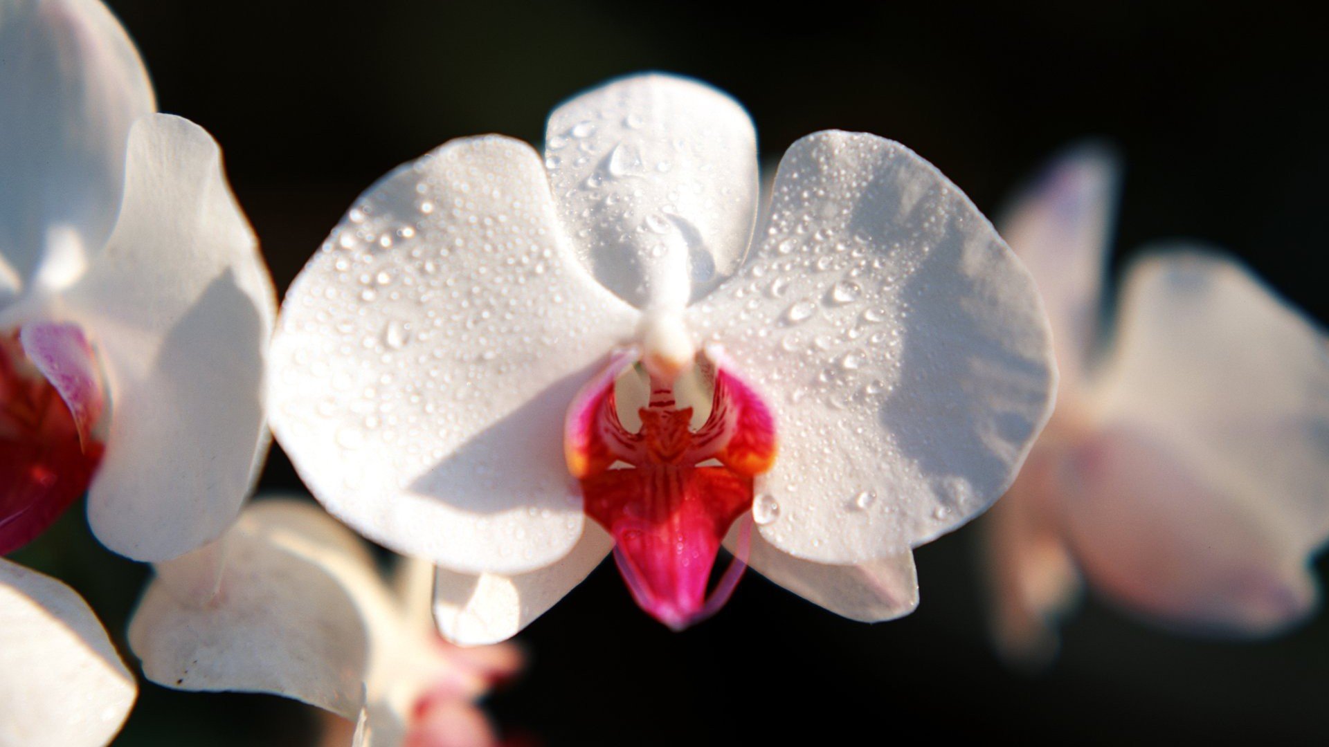 小清新,娇艳欲滴,花卉,十二月七日,儿童桌面专用