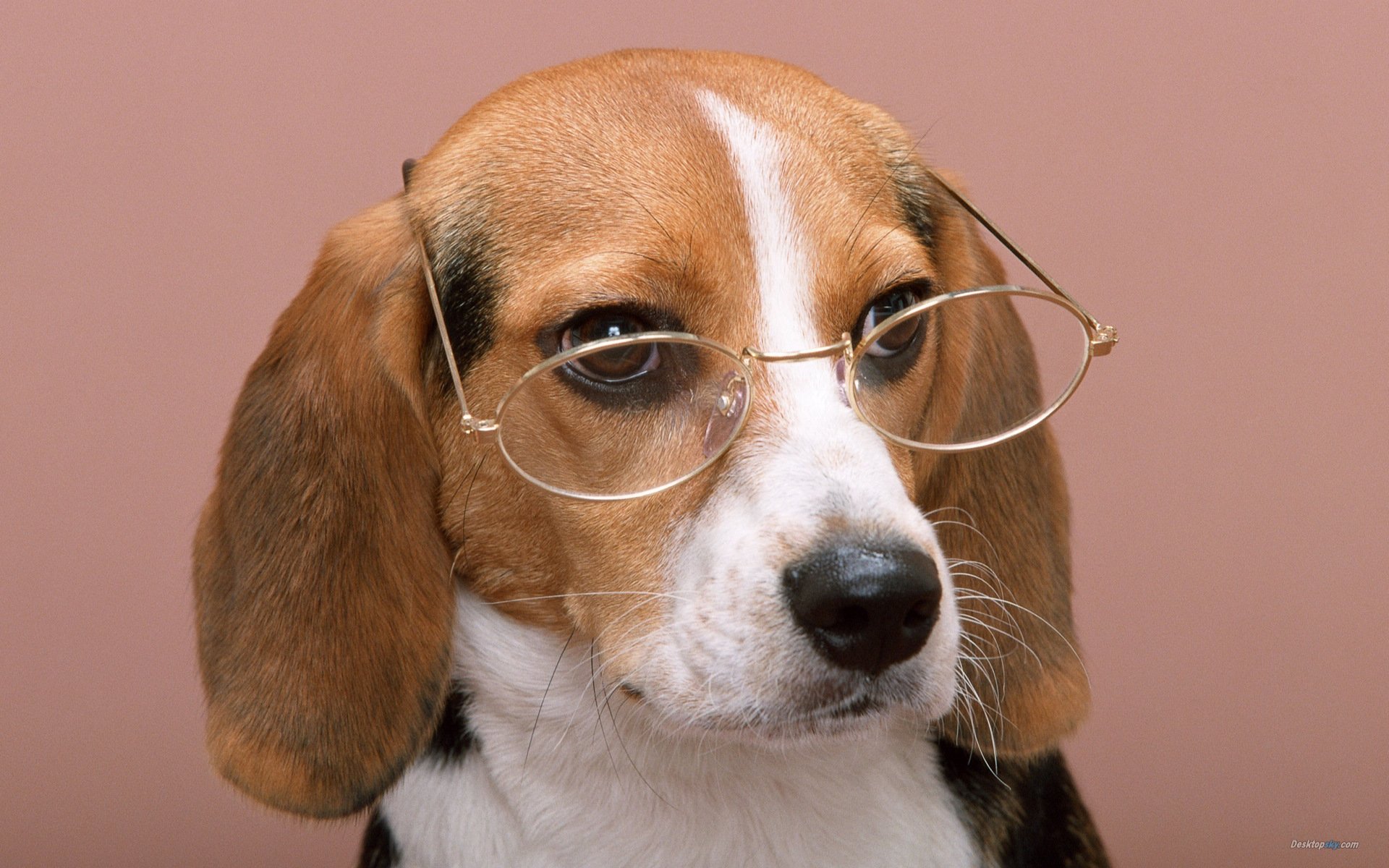 萌宠,汪星人,十二月四日,儿童桌面专用