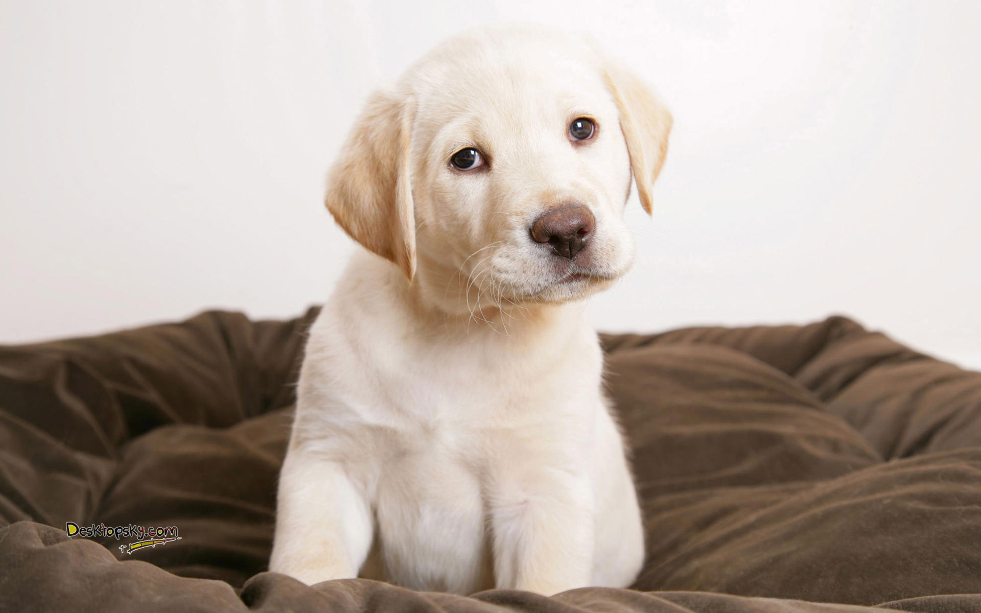 萌宠,汪星人,儿童桌面专用