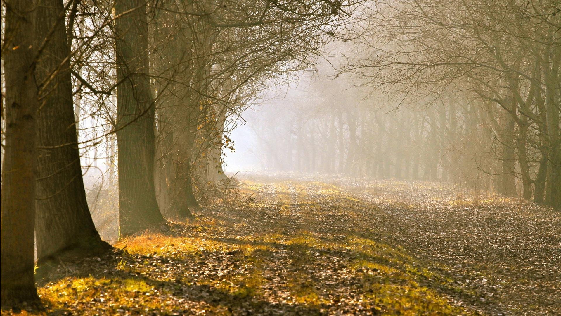 风景,秋意正浓,儿童桌面专用