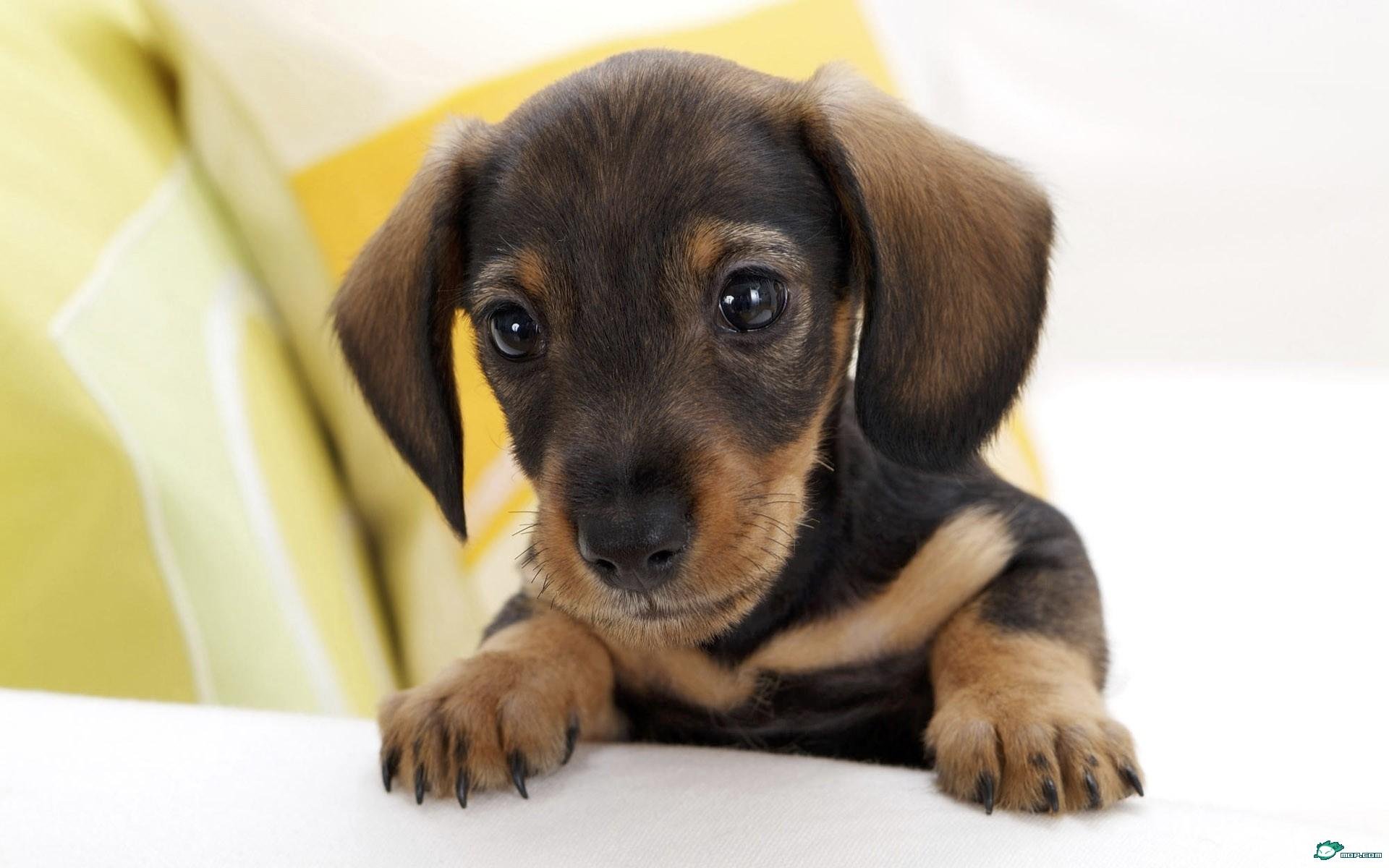 萌宠,汪星人,十二月六日,儿童桌面专用