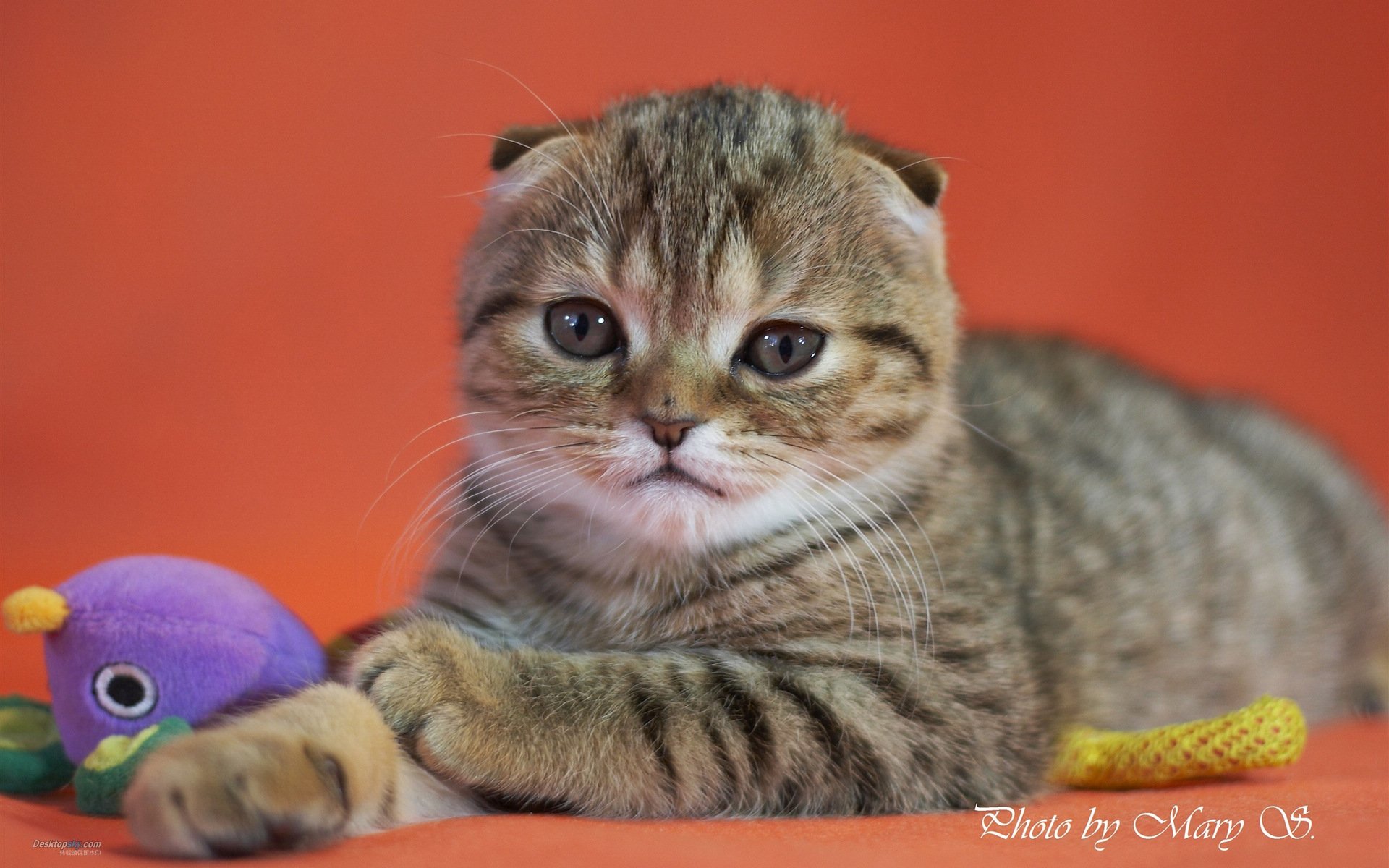 萌宠,喵星人,十一月三十日精选,喵喵,儿童桌面专用