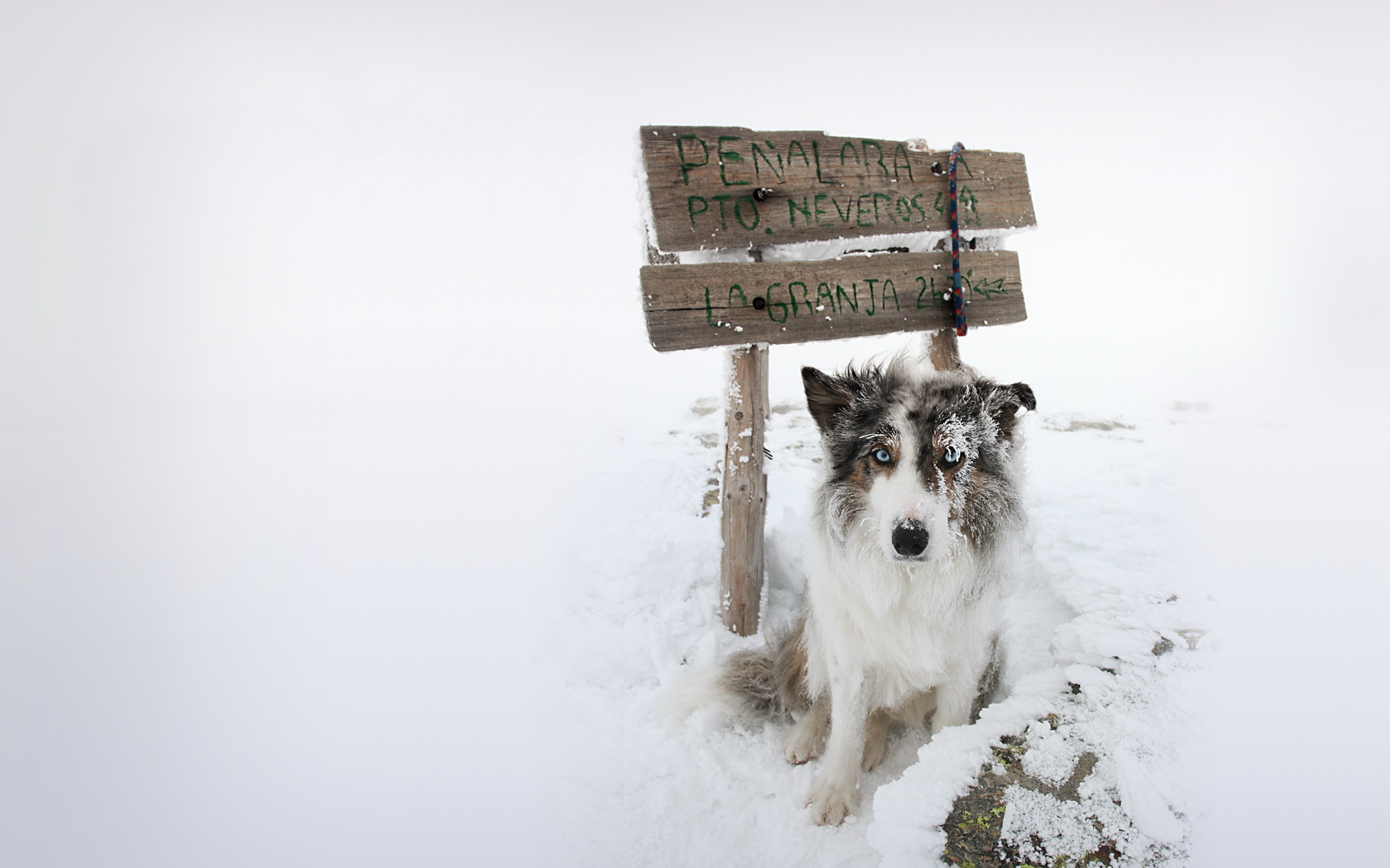 萌宠,汪星人,儿童桌面专用