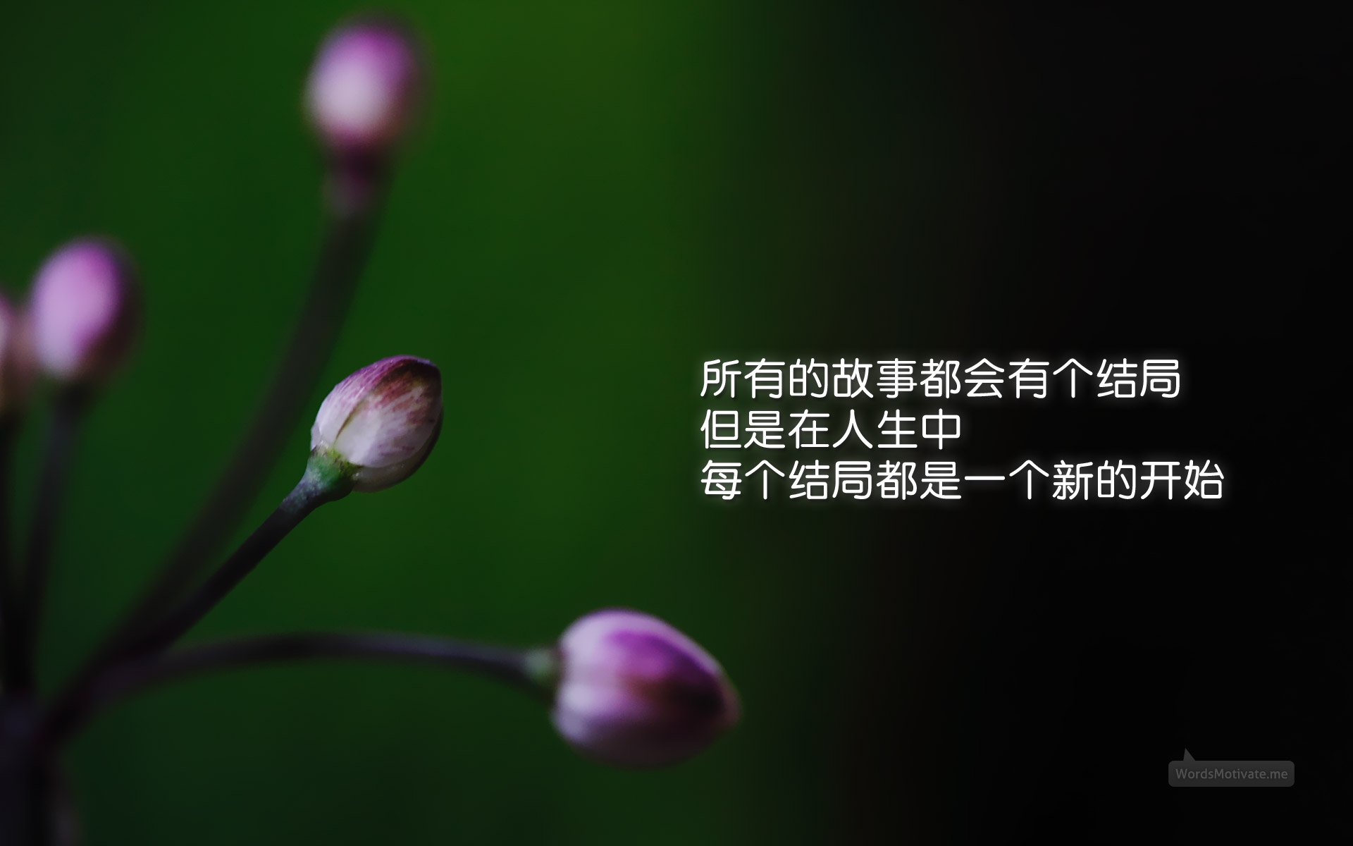 小清新,清新淡雅,花卉,十二月二十八日,儿童桌面专用