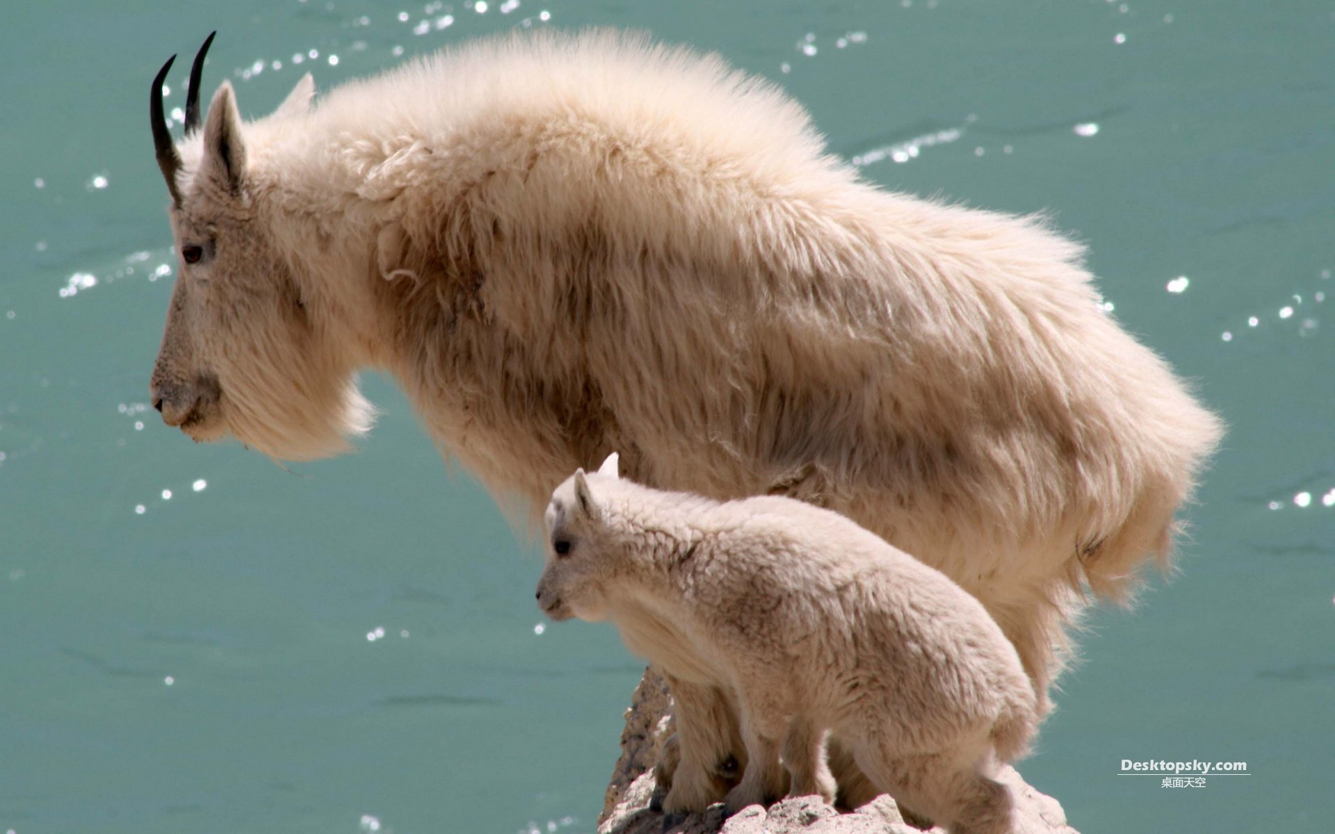 萌宠,野生动物,山羊,十一月三十日精选,儿童桌面专用