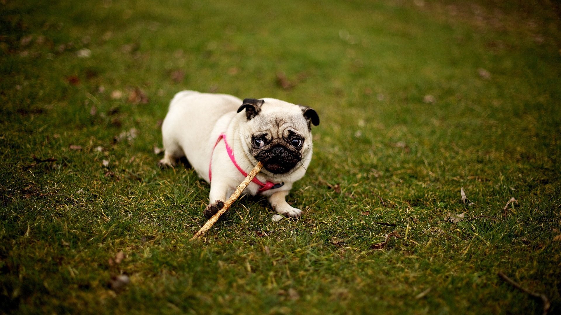 萌宠,汪星人,儿童桌面专用