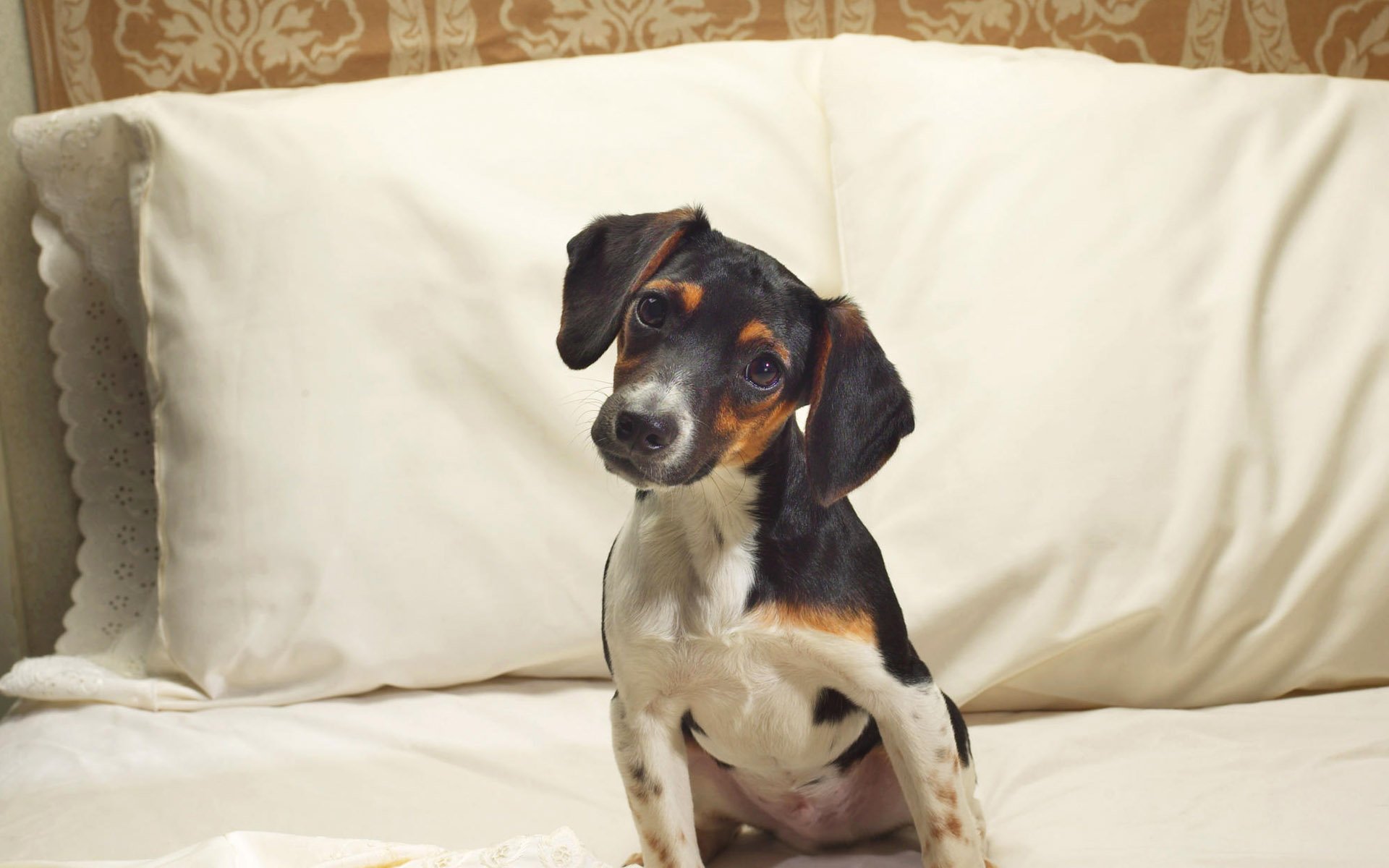 萌宠,狗,汪星人,十二月五日,儿童桌面专用