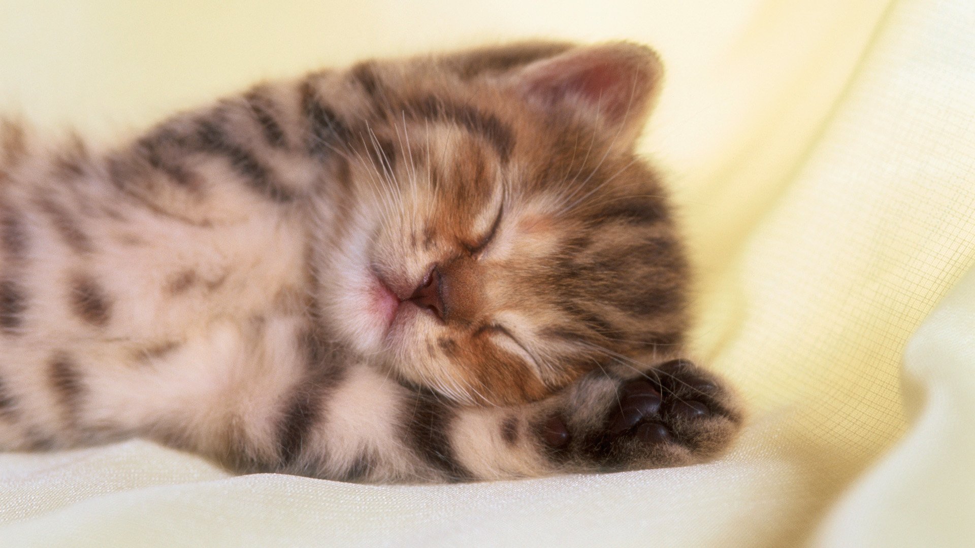 萌宠,喵星人,儿童桌面专用