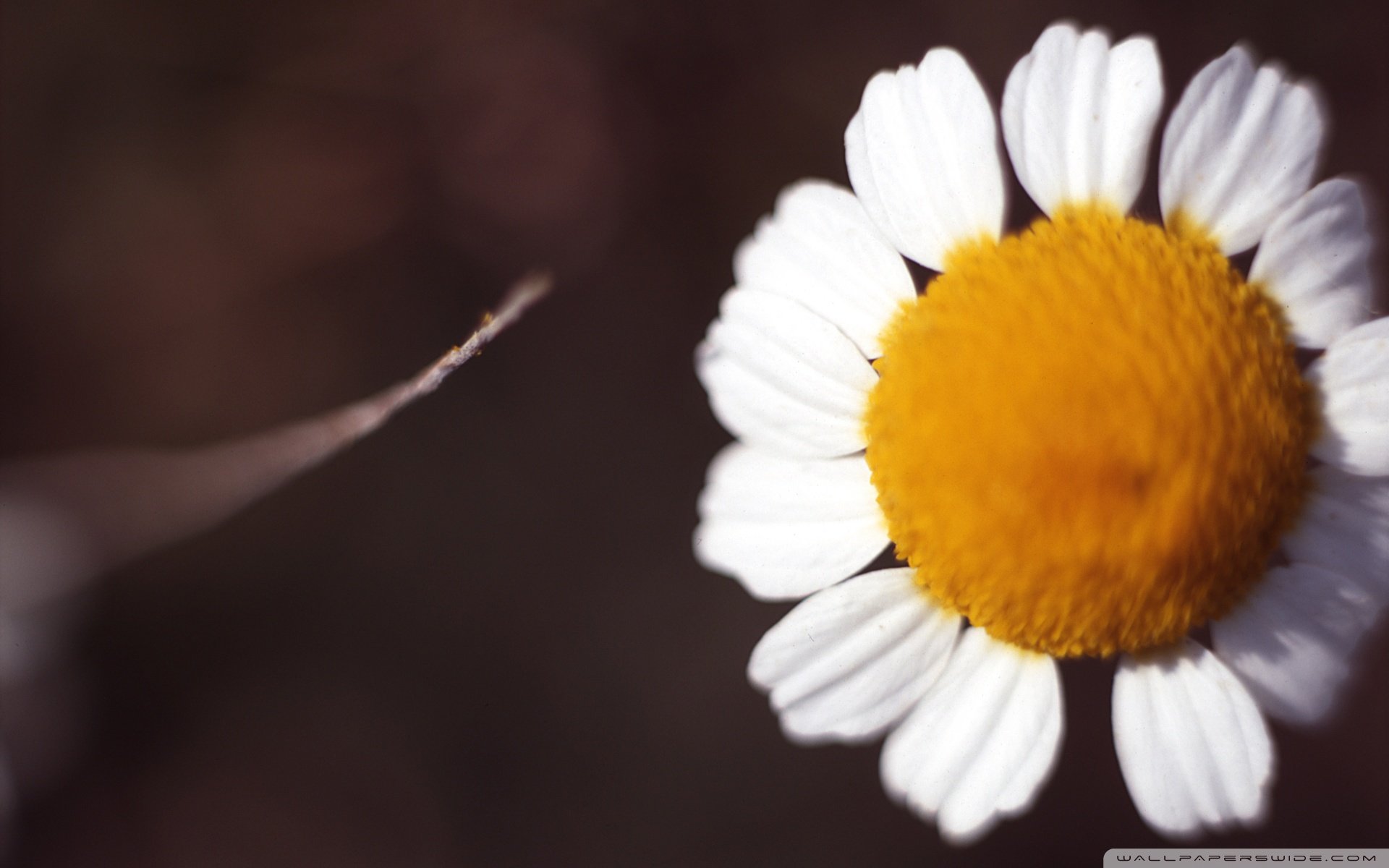 小清新,鸟语花香,花卉,十二月二十四日,儿童桌面专用