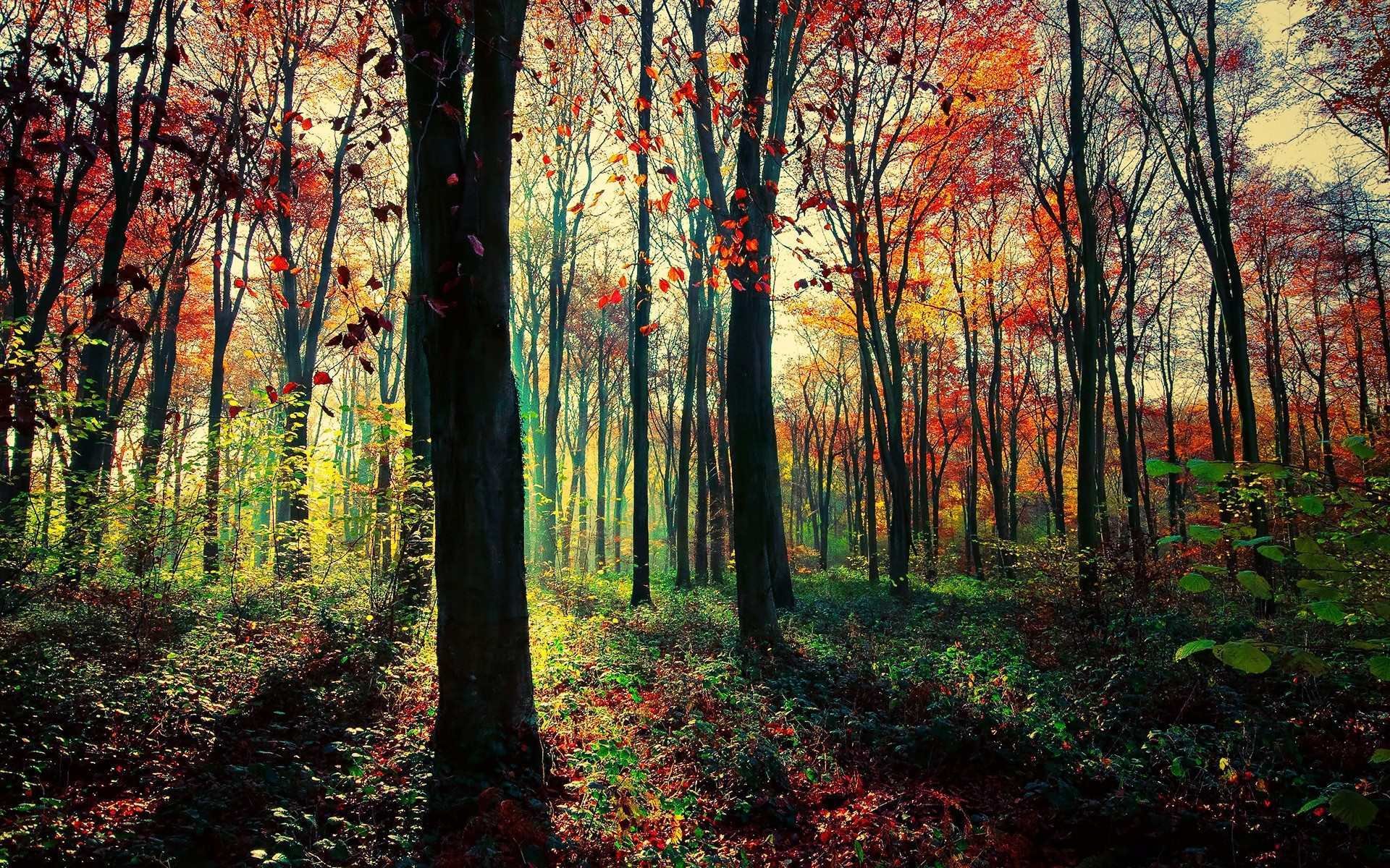 风景,秋意正浓,儿童桌面专用