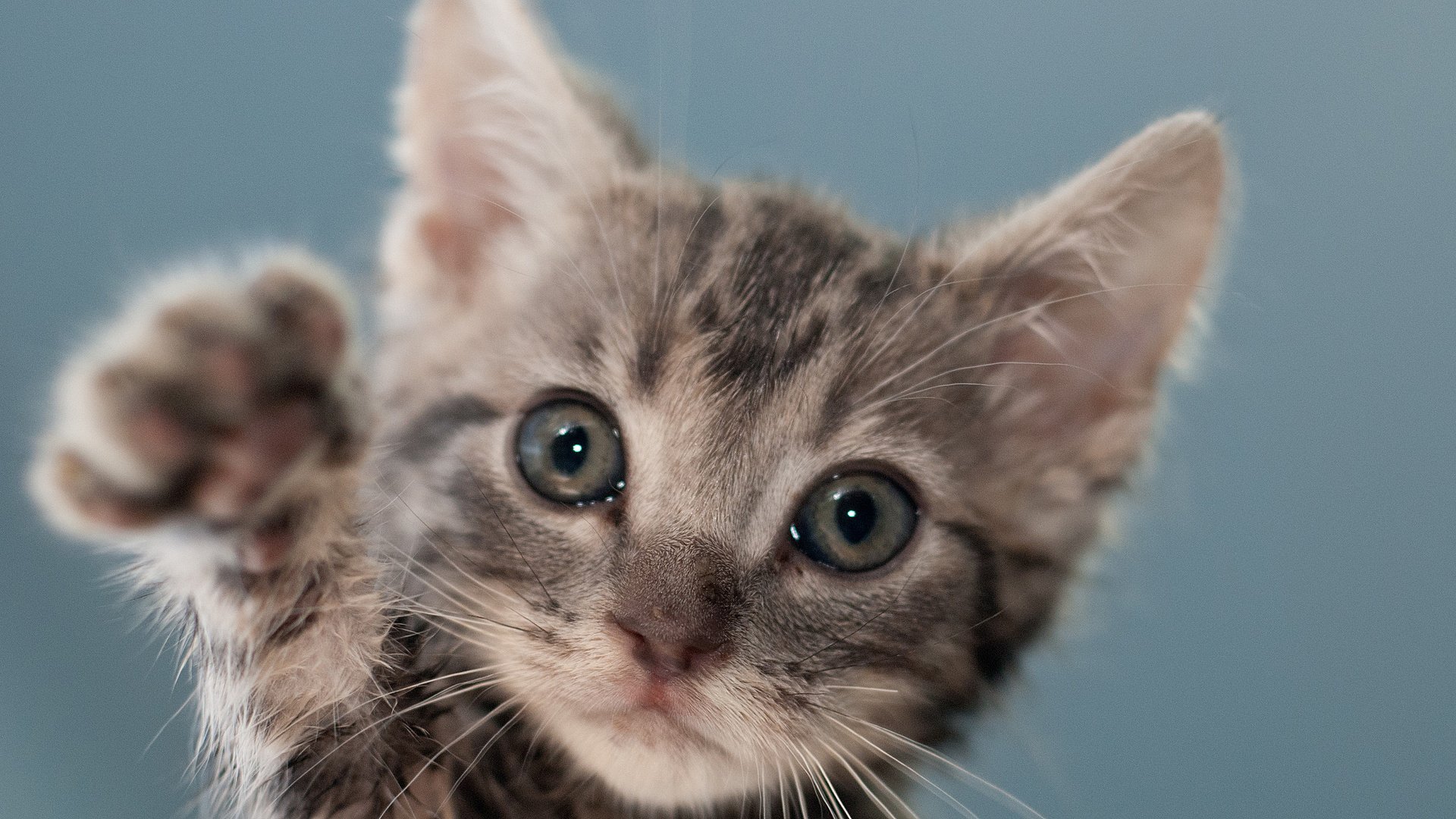 萌宠,猫,喵星人,十二月七日,儿童桌面专用