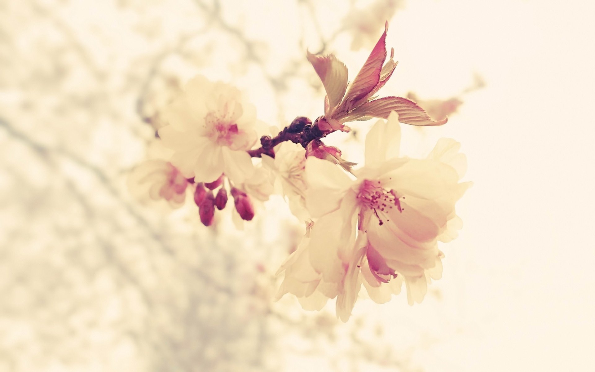 小清新,清新淡雅,淡雅,树叶,十二月七日,儿童桌面专用