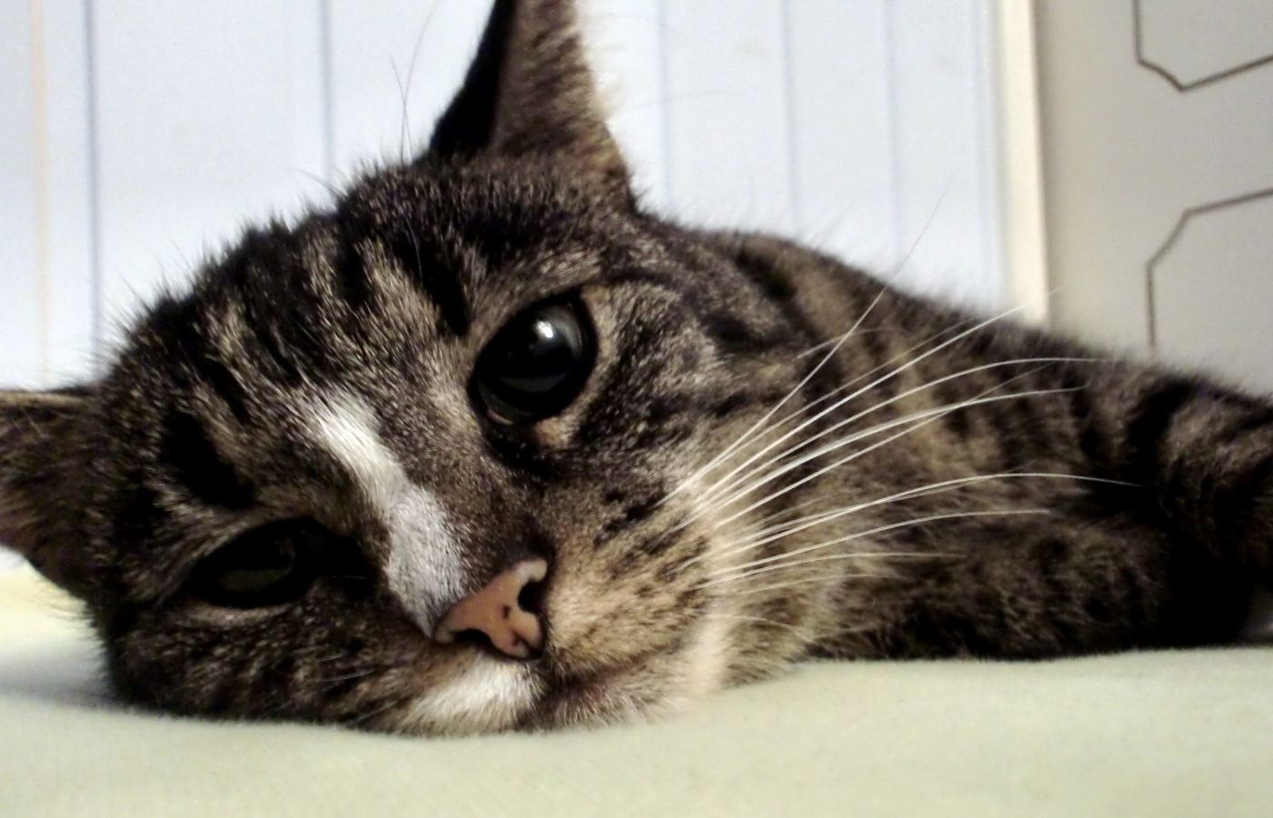 萌宠,喵星人,儿童桌面专用