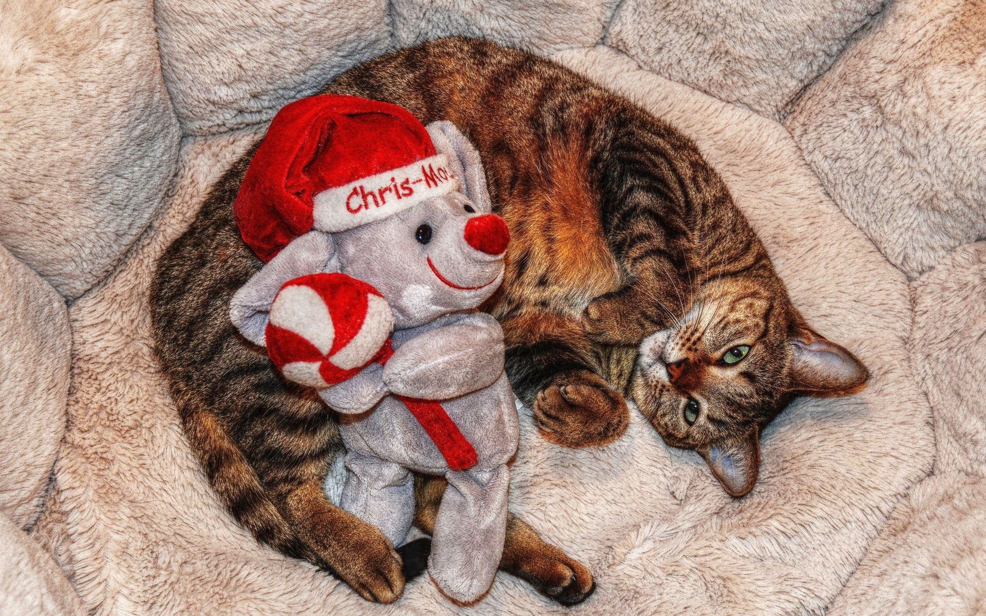 萌宠,喵星人,喵喵,儿童桌面专用