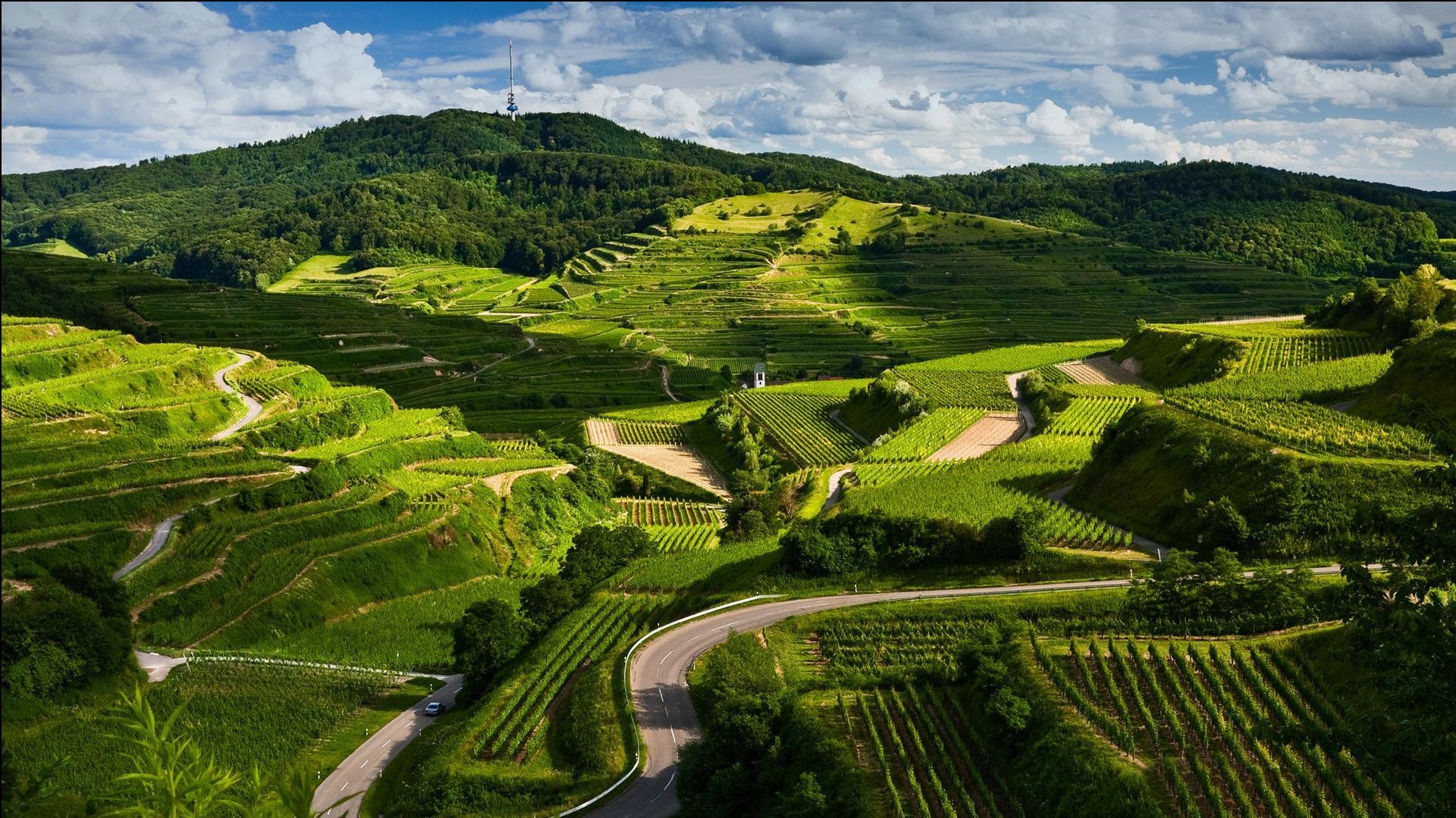 小清新,护眼壁纸,绿色,儿童桌面专用