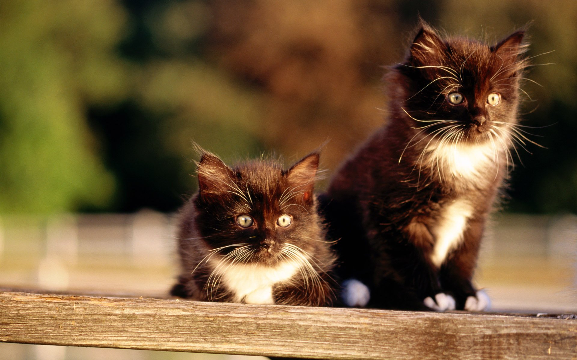 萌宠,喵星人,十二月十日,喵喵,儿童桌面专用