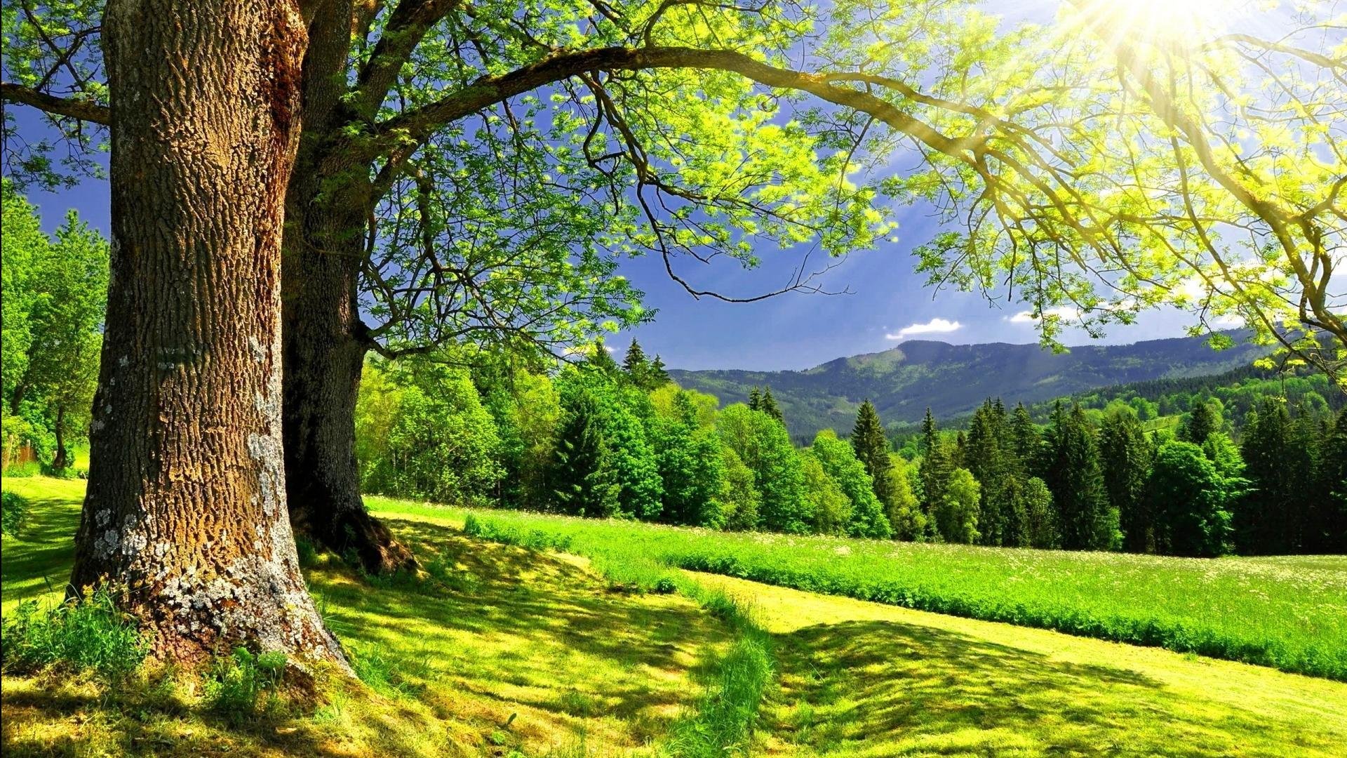 风景,碧绿草原,儿童桌面专用