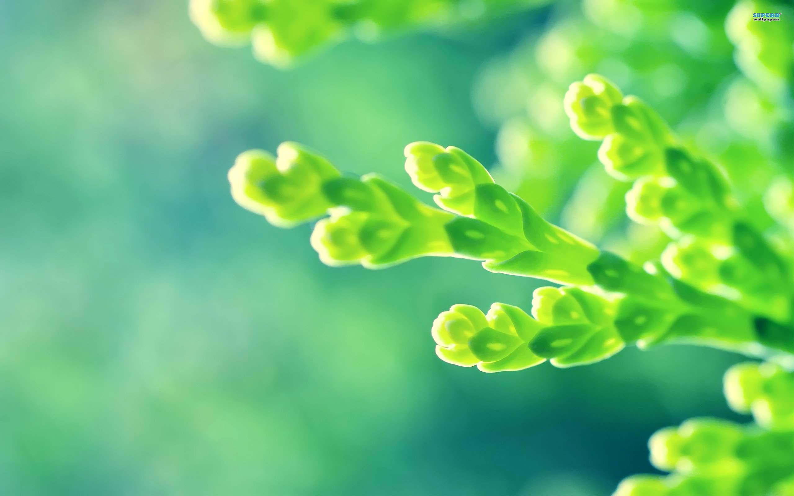 小清新,护眼壁纸,绿色,十二月二十四日,儿童桌面专用