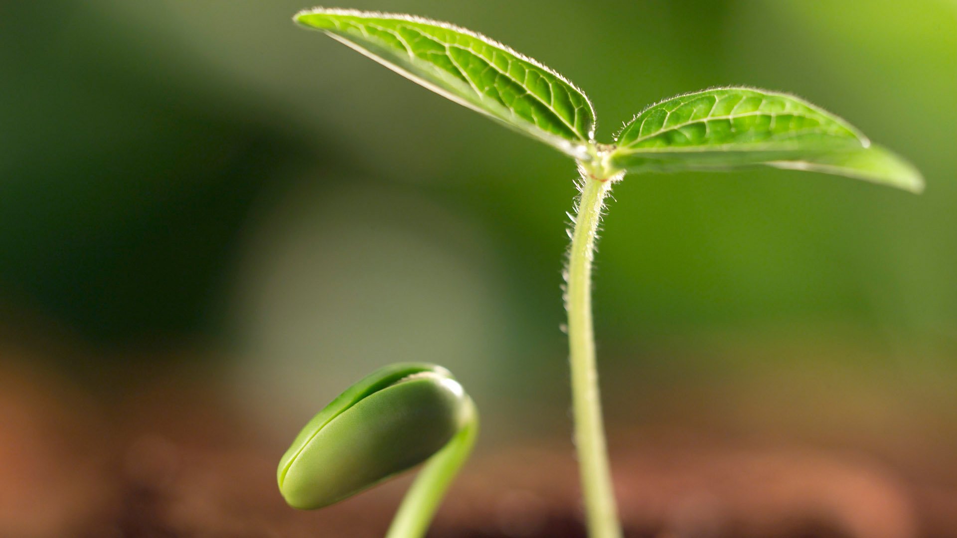 小清新,护眼壁纸,绿色,芽,十二月二十六日,儿童桌面专用