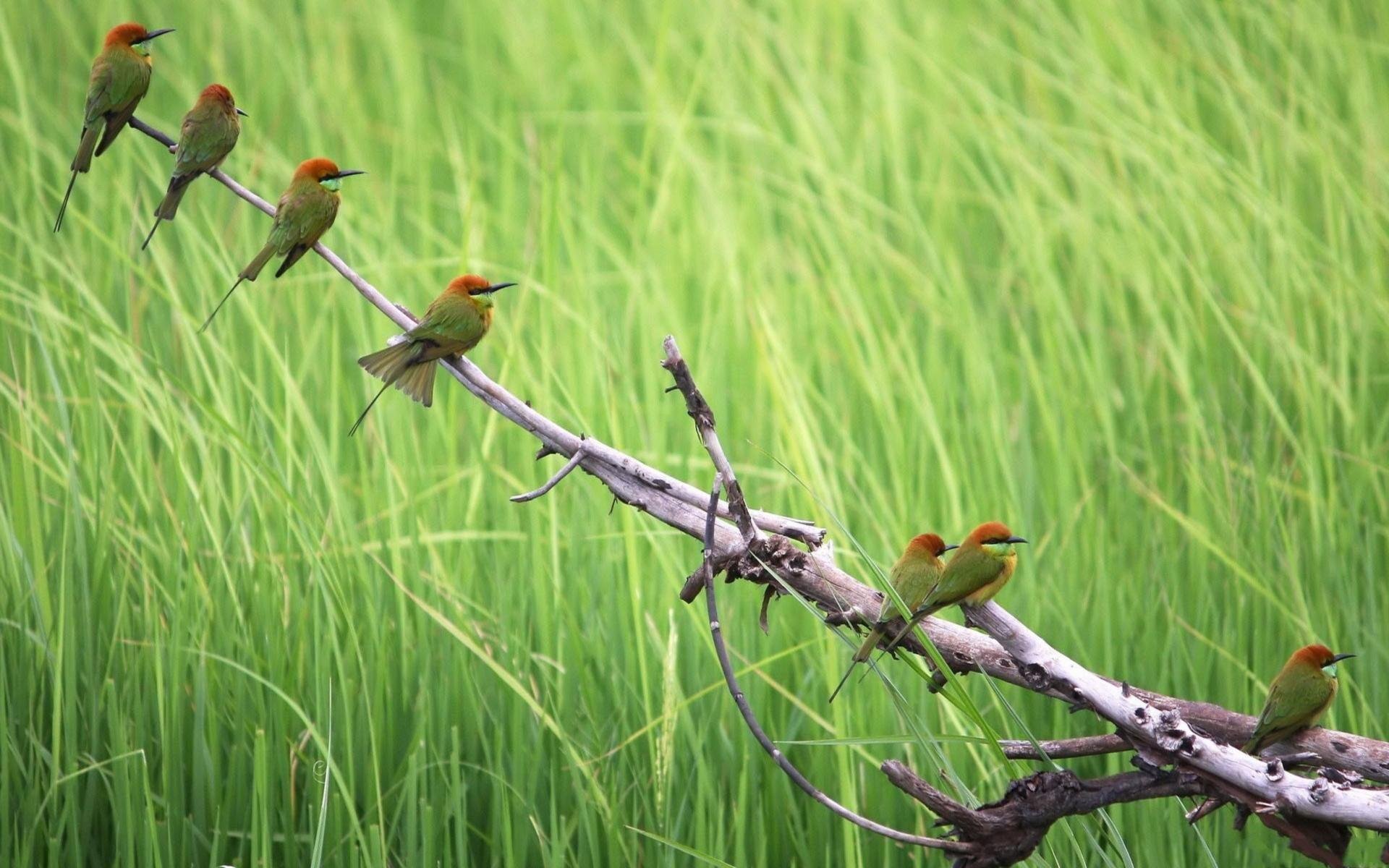 小清新,护眼壁纸,十二月二十六日,儿童桌面专用