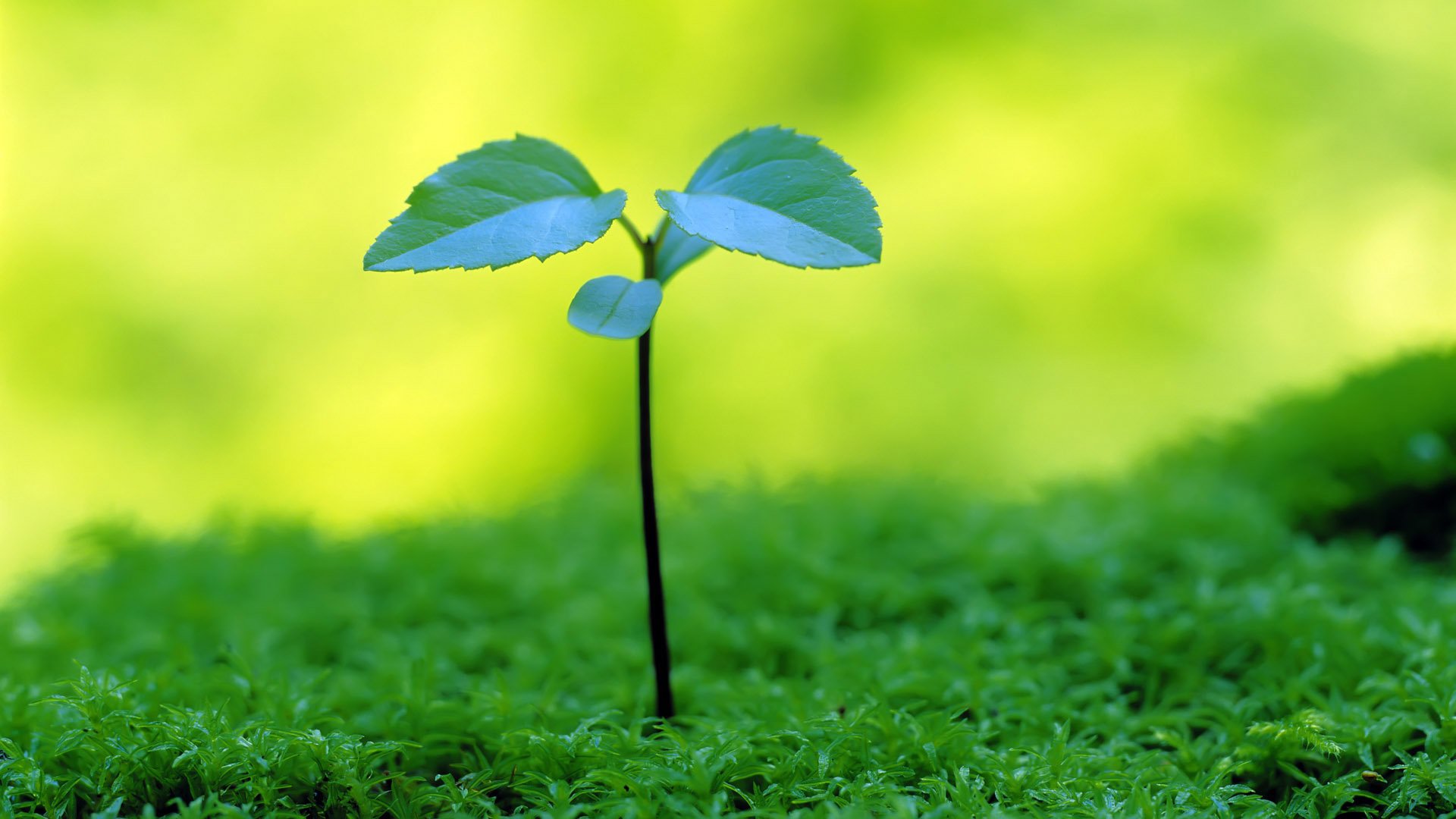 小清新,护眼壁纸,护眼,绿色,十二月二十五日,儿童桌面专用