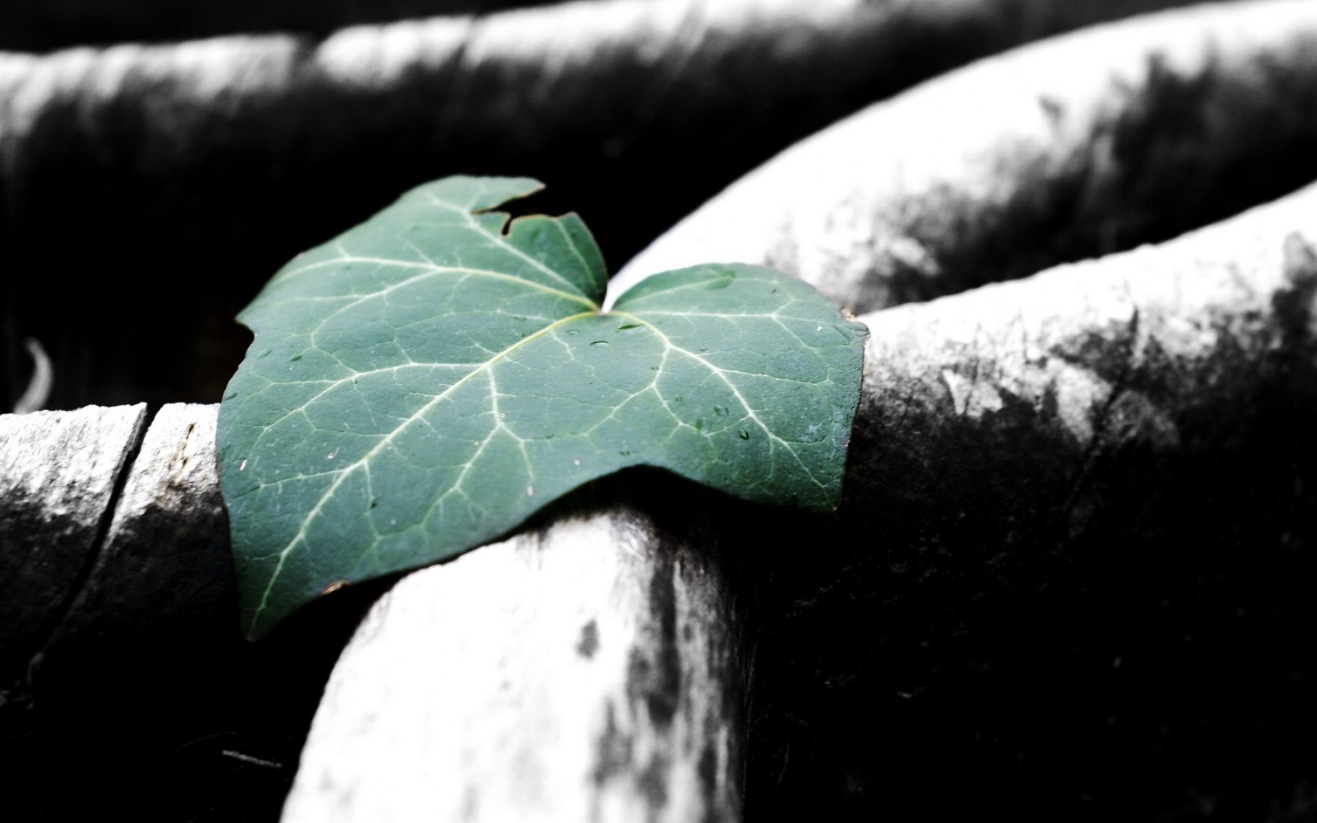 小清新,护眼壁纸,树叶,十二月七日,儿童桌面专用