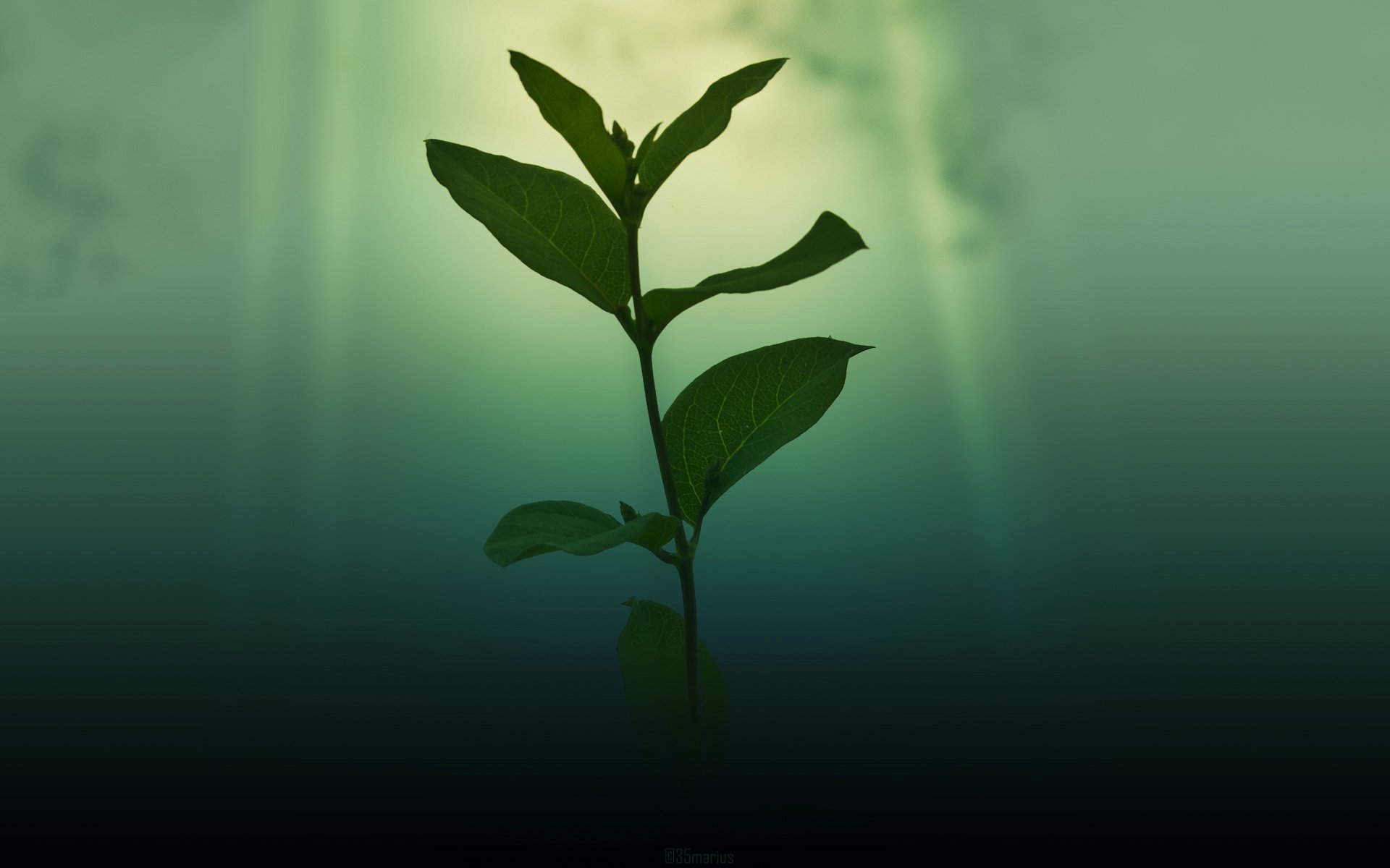 小清新,护眼壁纸,绿色,十二月二十五日,儿童桌面专用