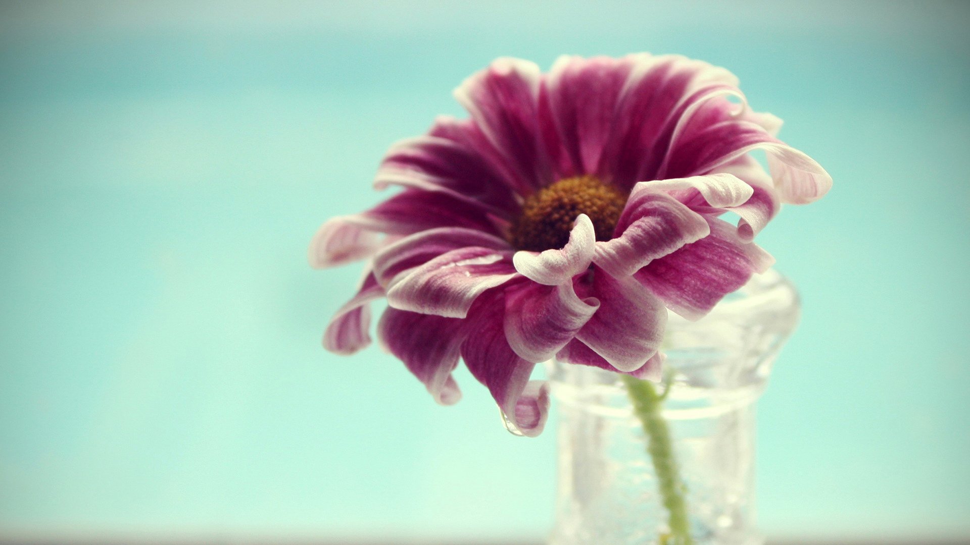 小清新,清新淡雅,淡雅,花卉,十二月四日,儿童桌面专用