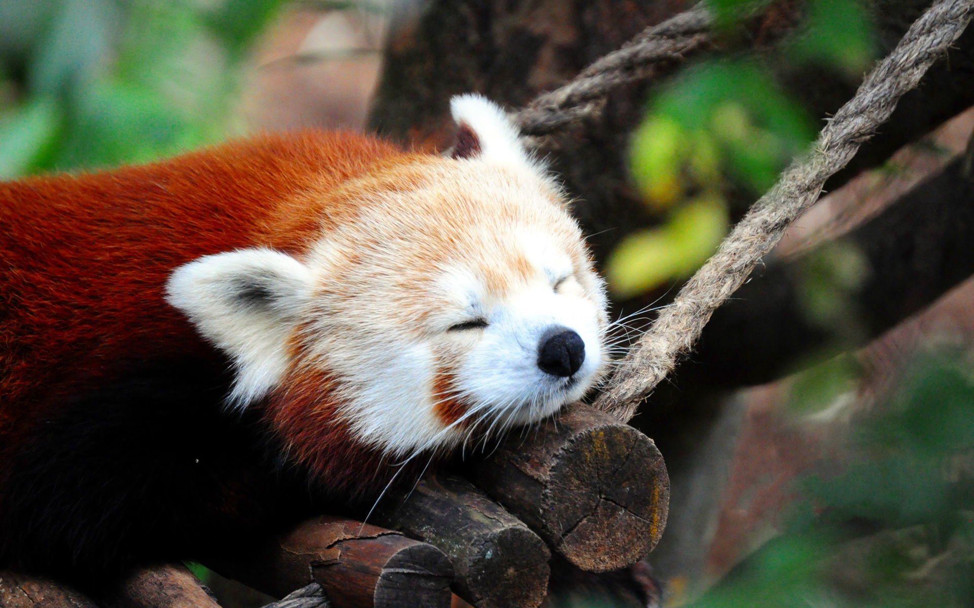 萌宠,卖萌图,儿童桌面专用