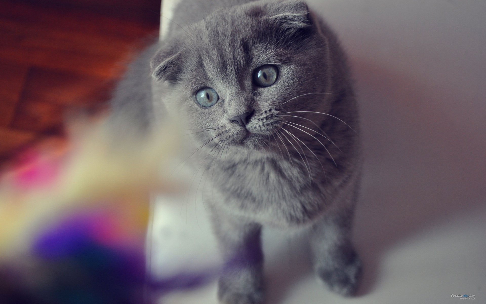 萌宠,喵星人,十一月三十日精选,喵喵,儿童桌面专用